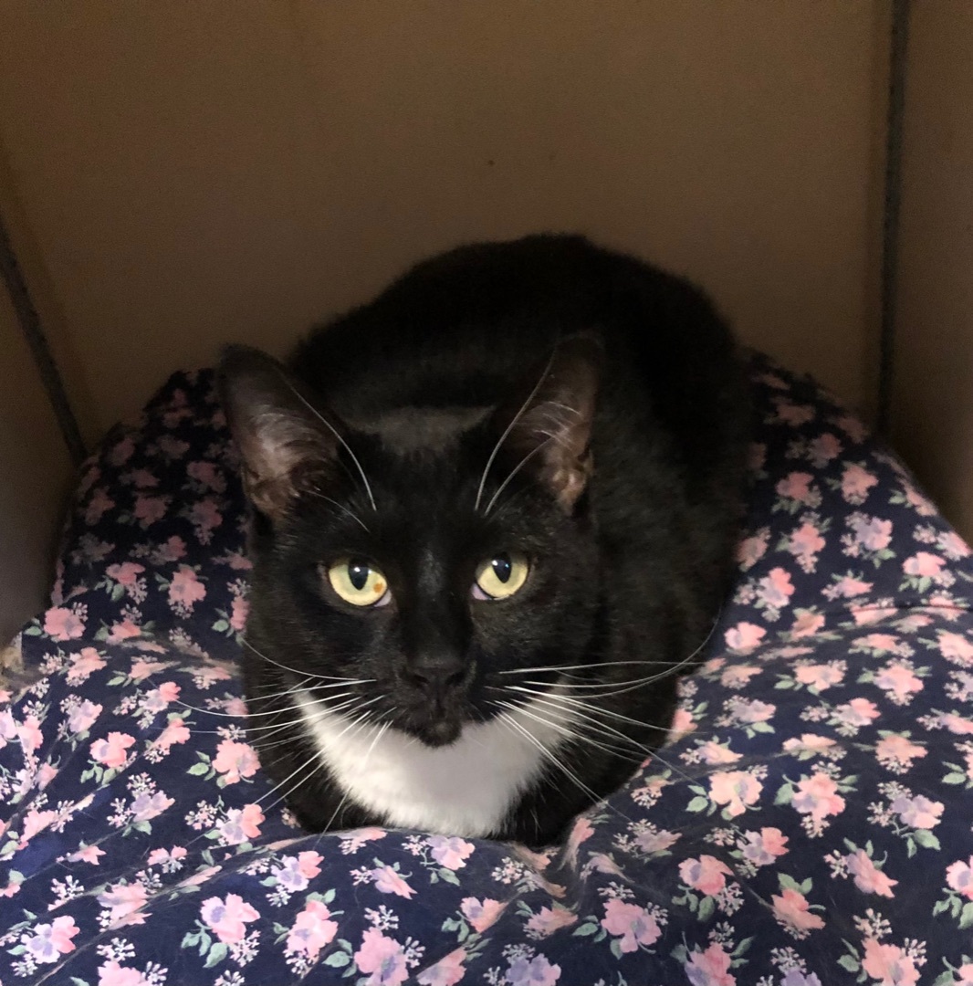 Enlarge Sally Jane , a Adoptable Domestic Short Hair in Independence, MO image 6/11