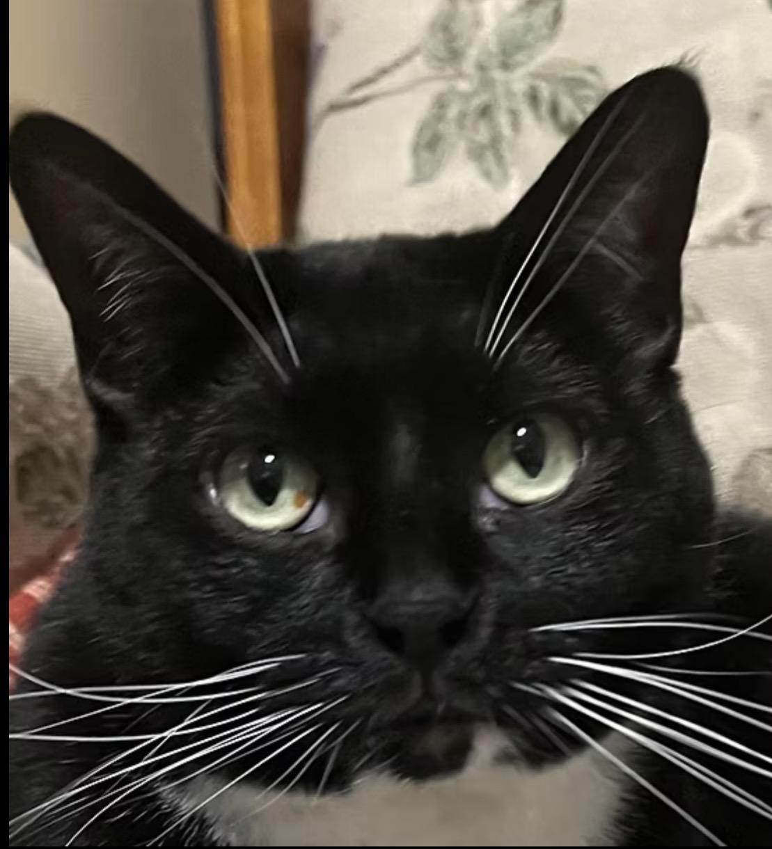 Enlarge Sally Jane , a Adoptable Domestic Short Hair in Independence, MO image 1/6