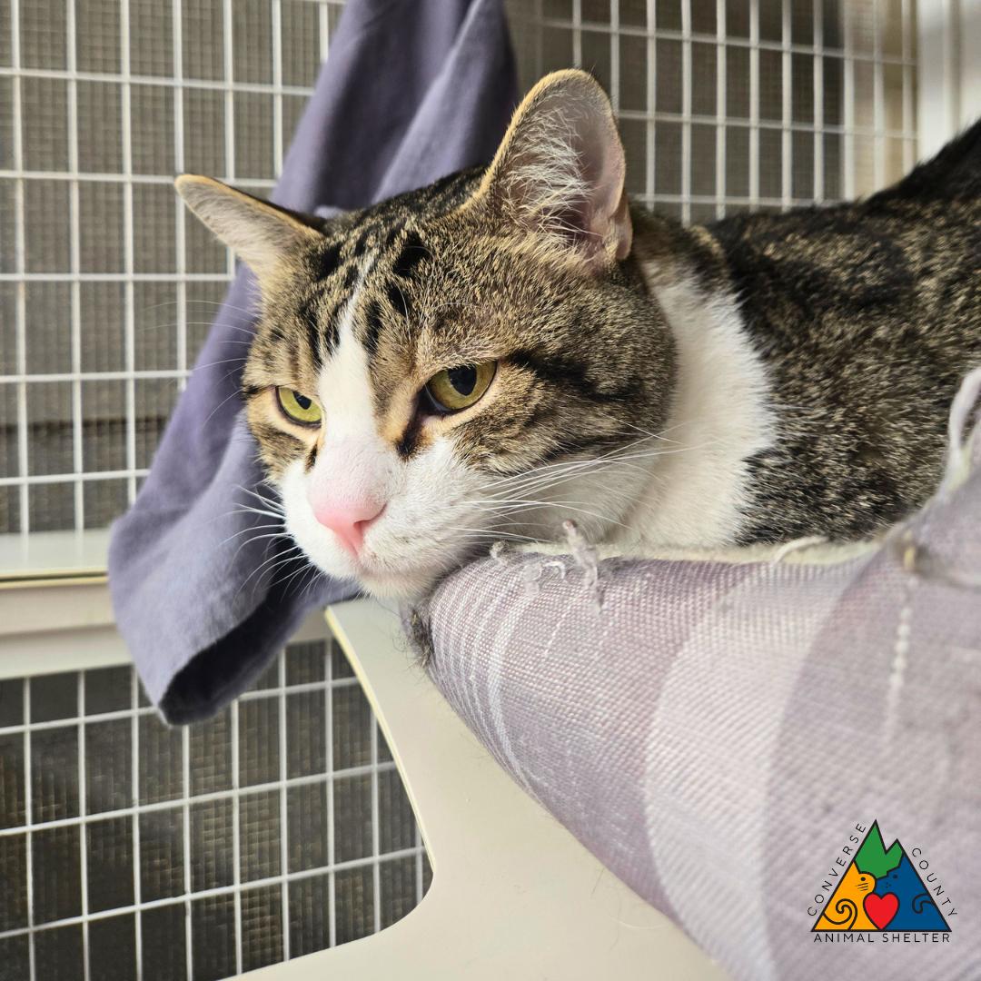 Monday, an adopted Domestic Short Hair in Douglas, WY image 3/4