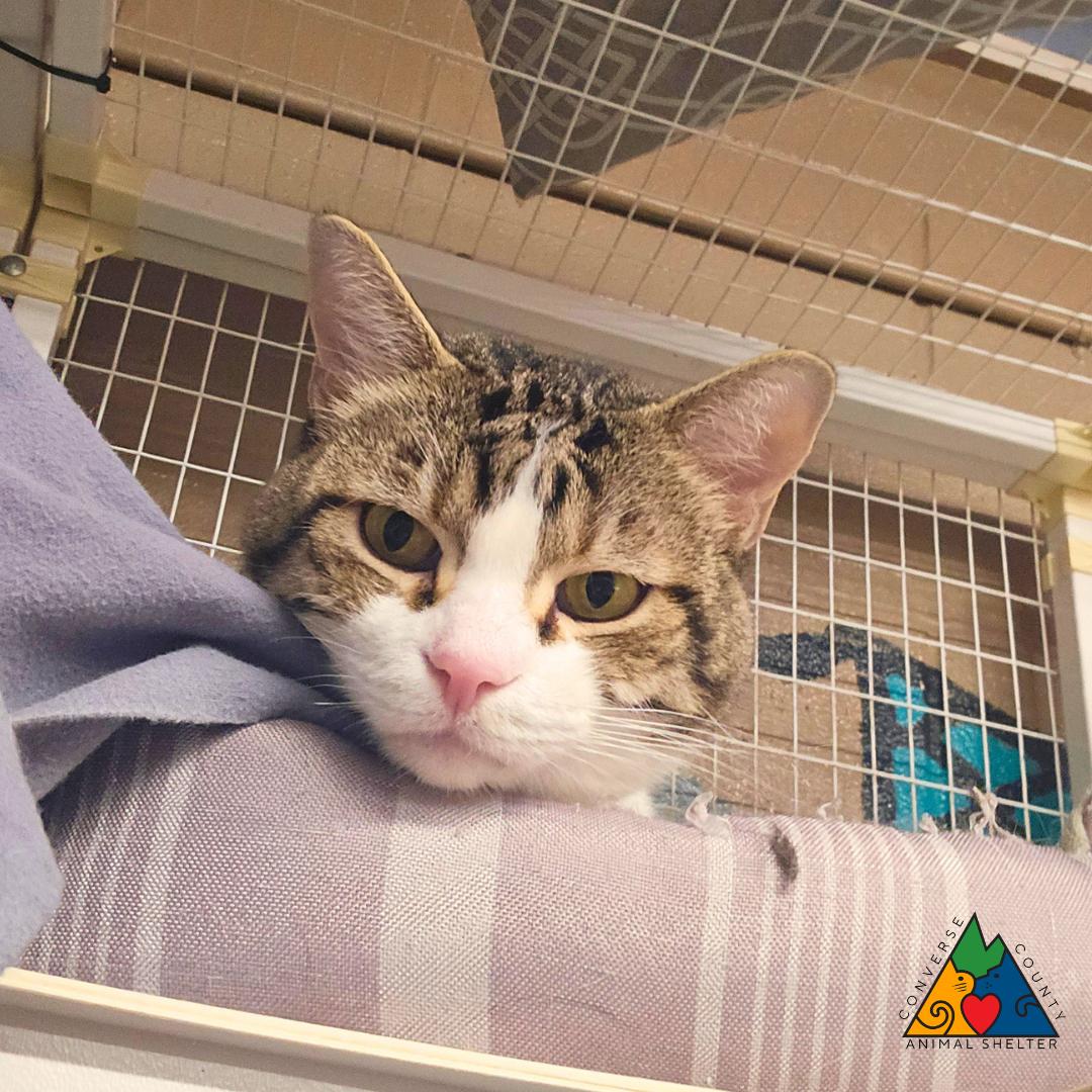 Monday, adopted, Adult Male Domestic Short Hair.