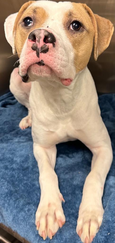 Charlie, Adoptable, Young Female Boxer & Pit Bull Terrier.