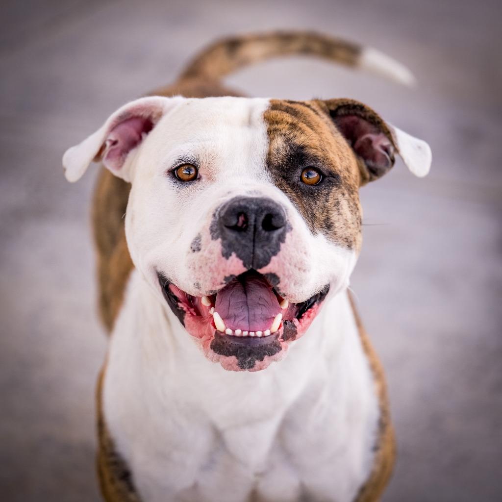Patchy, Adoptable, Young Male American Bulldog & Pit Bull Terrier.
