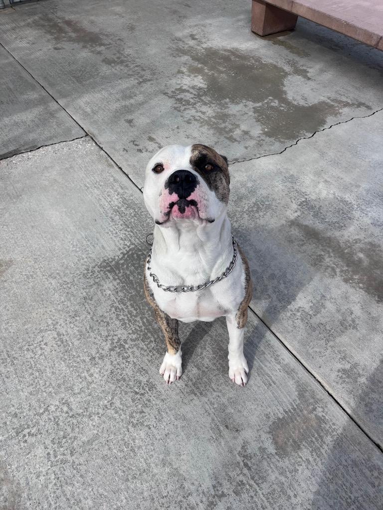 Patchy, Adoptable, Young Male American Bulldog & Pit Bull Terrier.