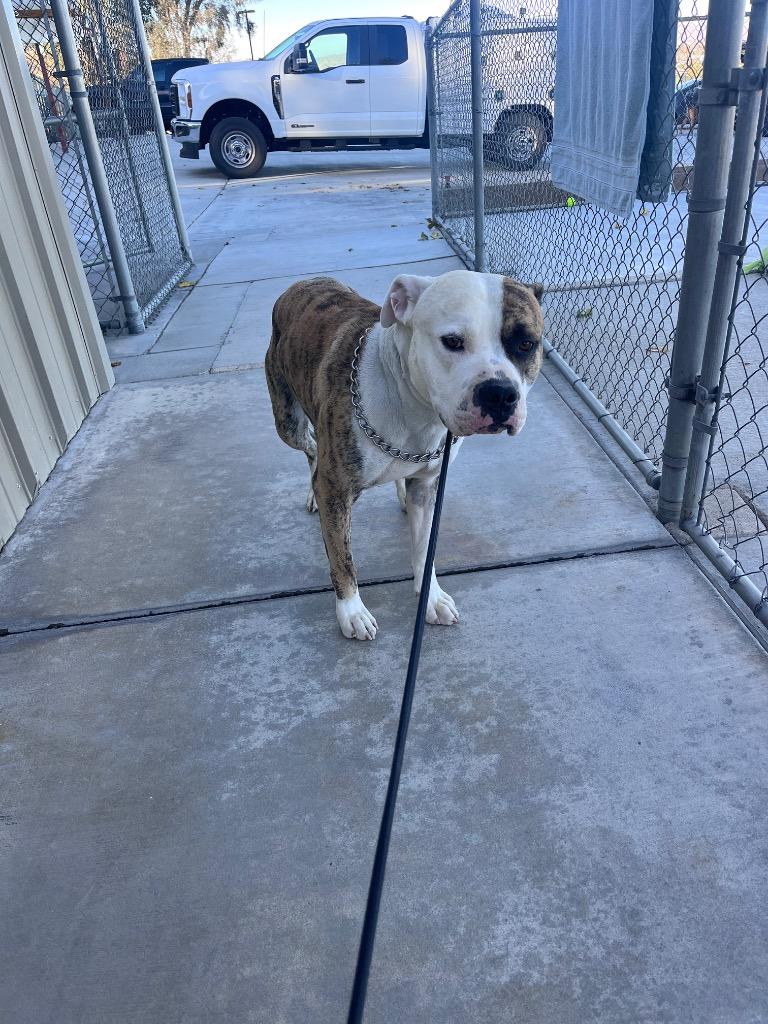 Enlarge Patchy, a Adoptable mixed breed in Twentynine Palms, CA image 2/2