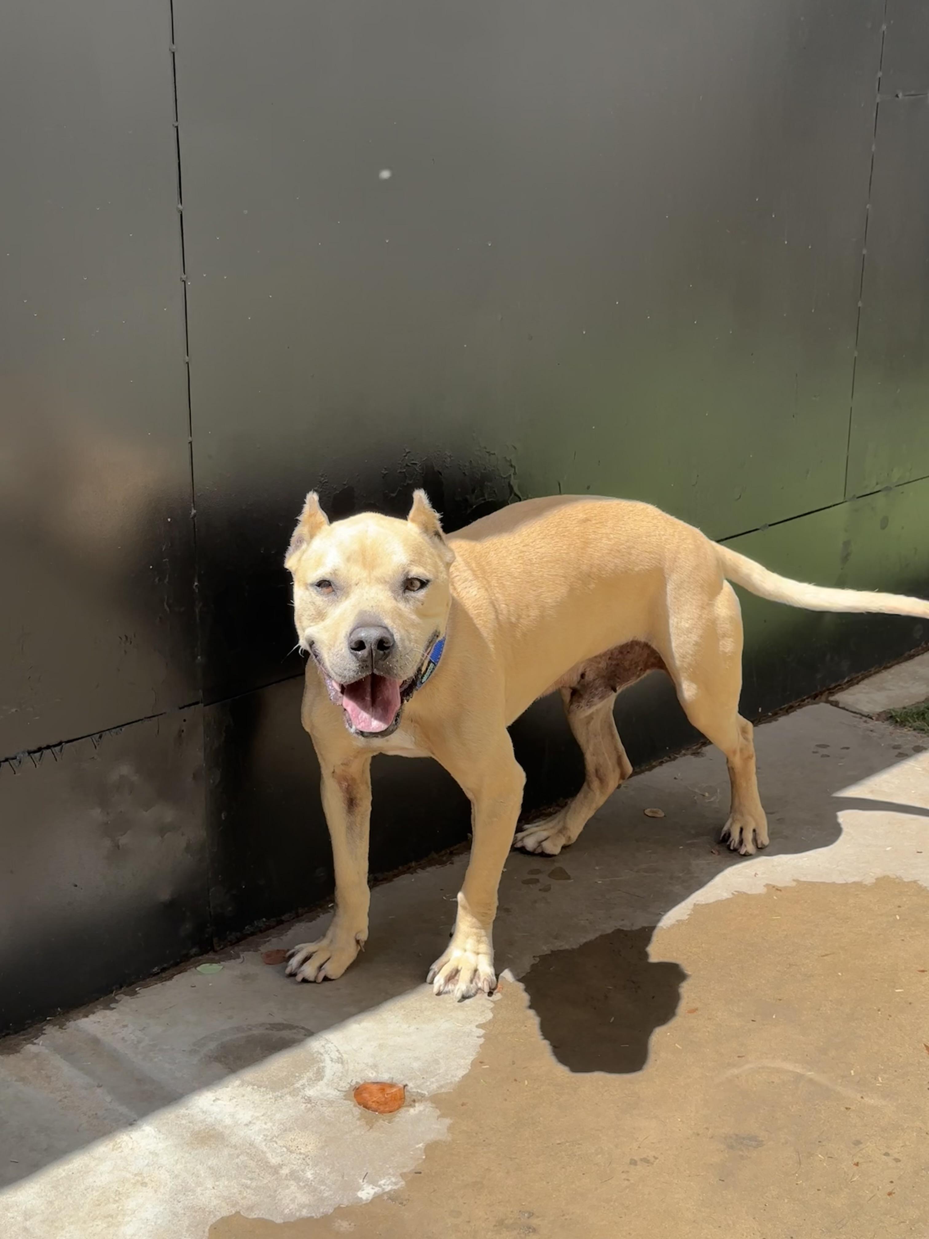 Hendricks, Adoptable, Senior Male American Staffordshire Terrier.