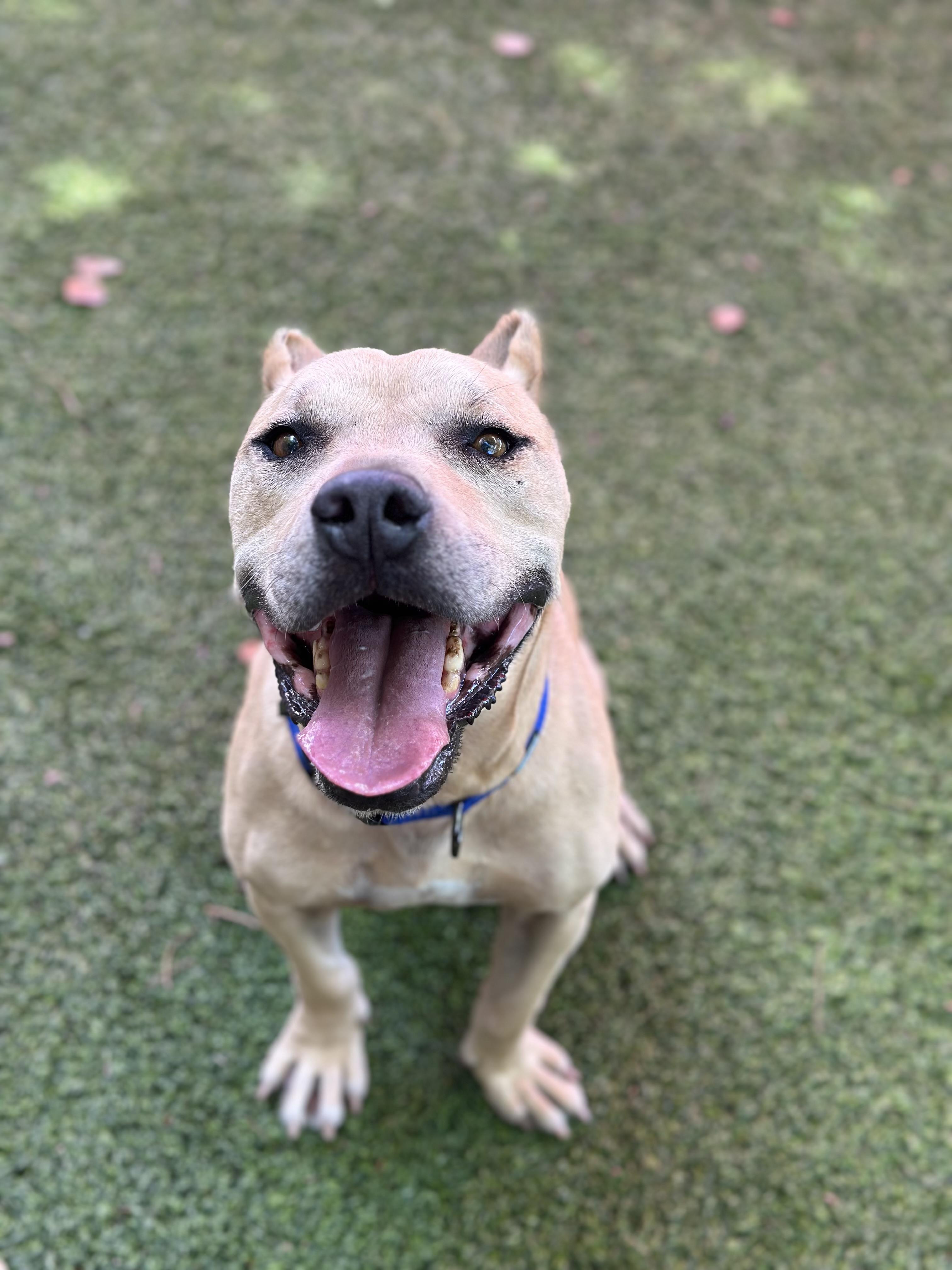 Hendricks, a Adoptable mixed breed in Glendale, AZ image 2/3