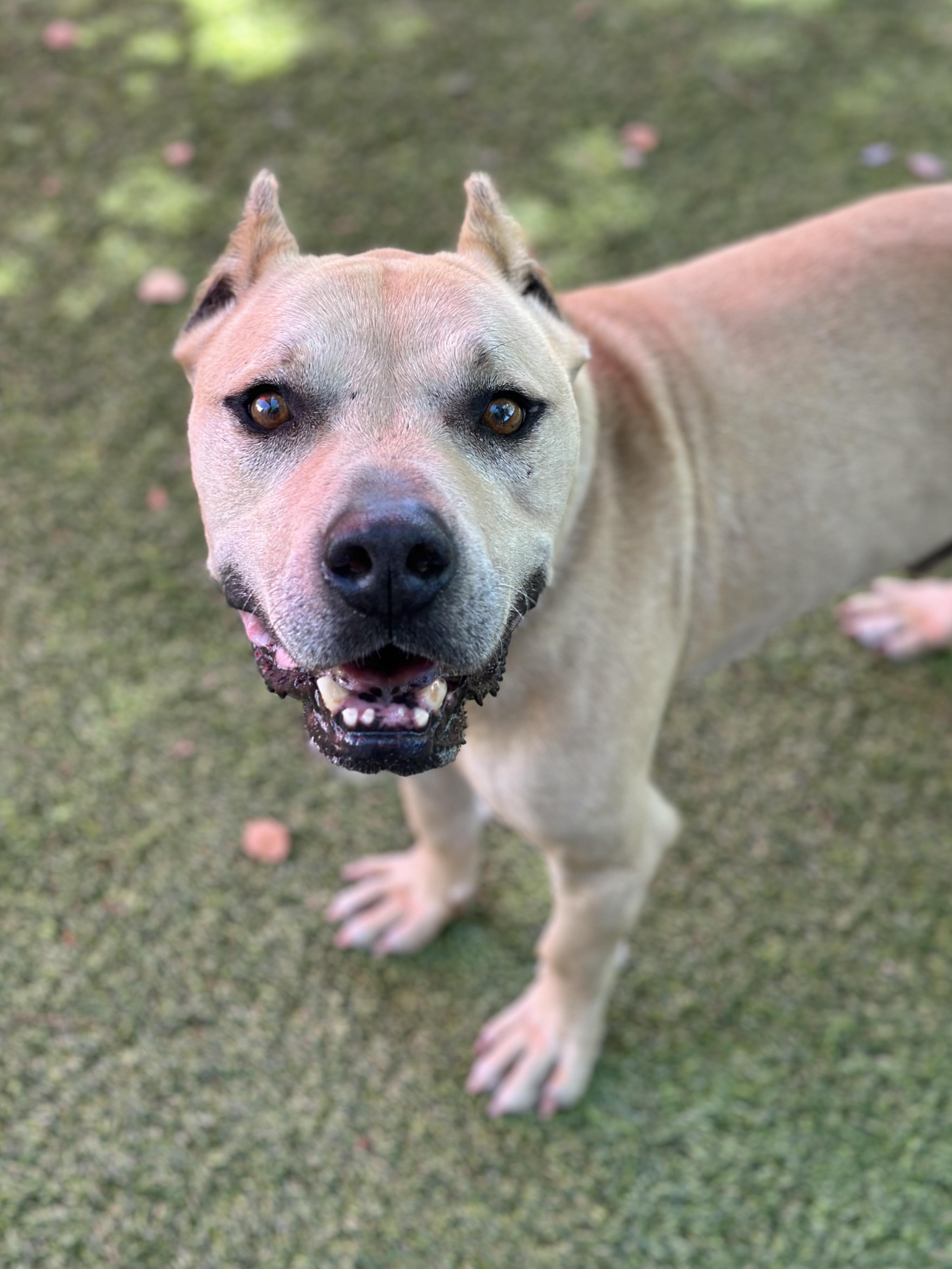 Hendricks, a Adoptable mixed breed in Glendale, AZ image 3/3