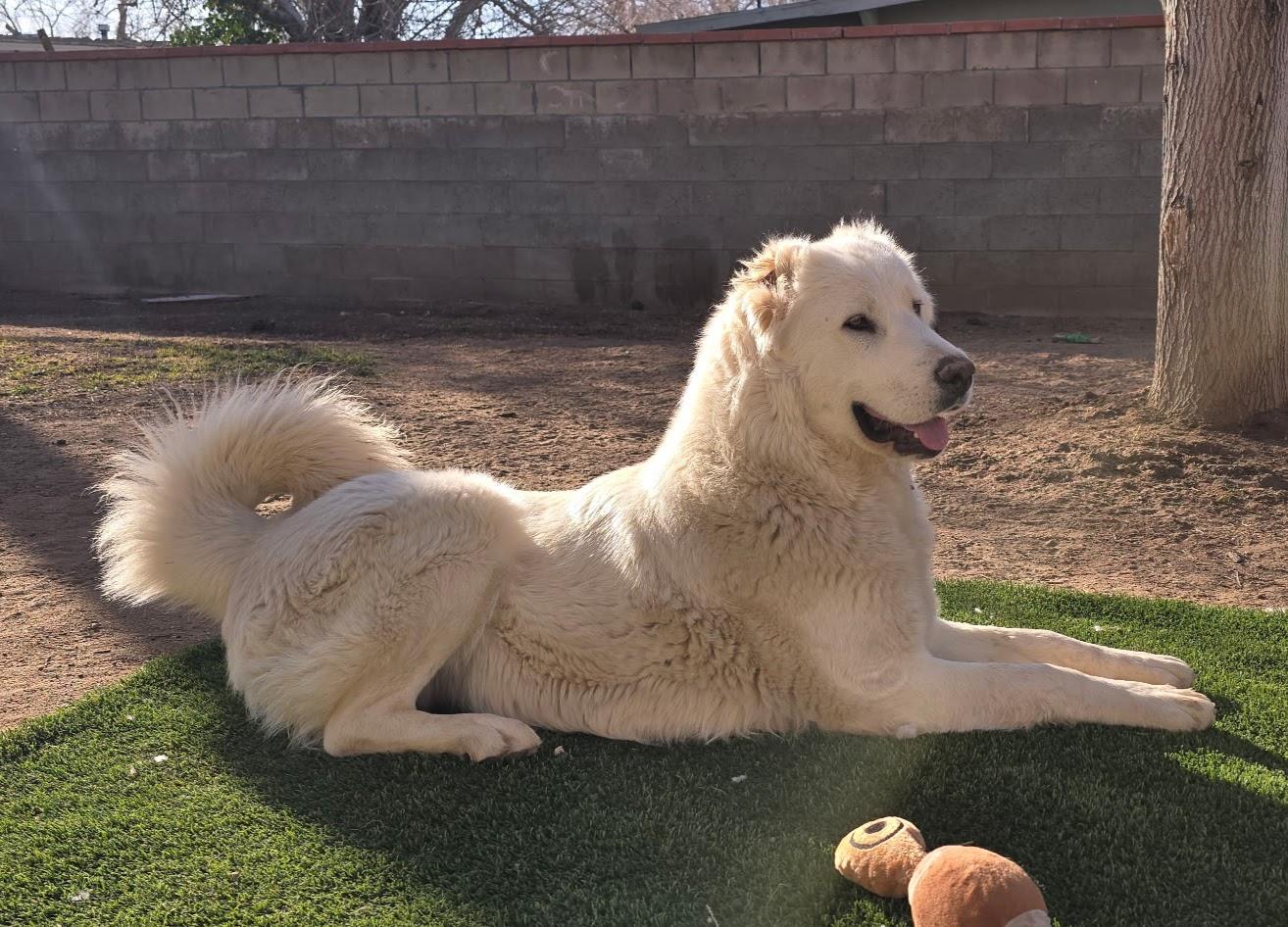 Enlarge Ash, a Adoptable mixed breed in Boulder, CO image 1/3