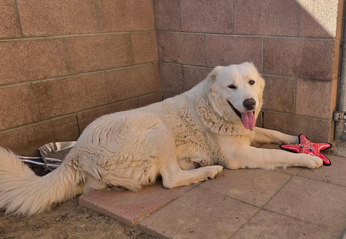 Enlarge Ash, a Adoptable mixed breed in Boulder, CO image 2/3