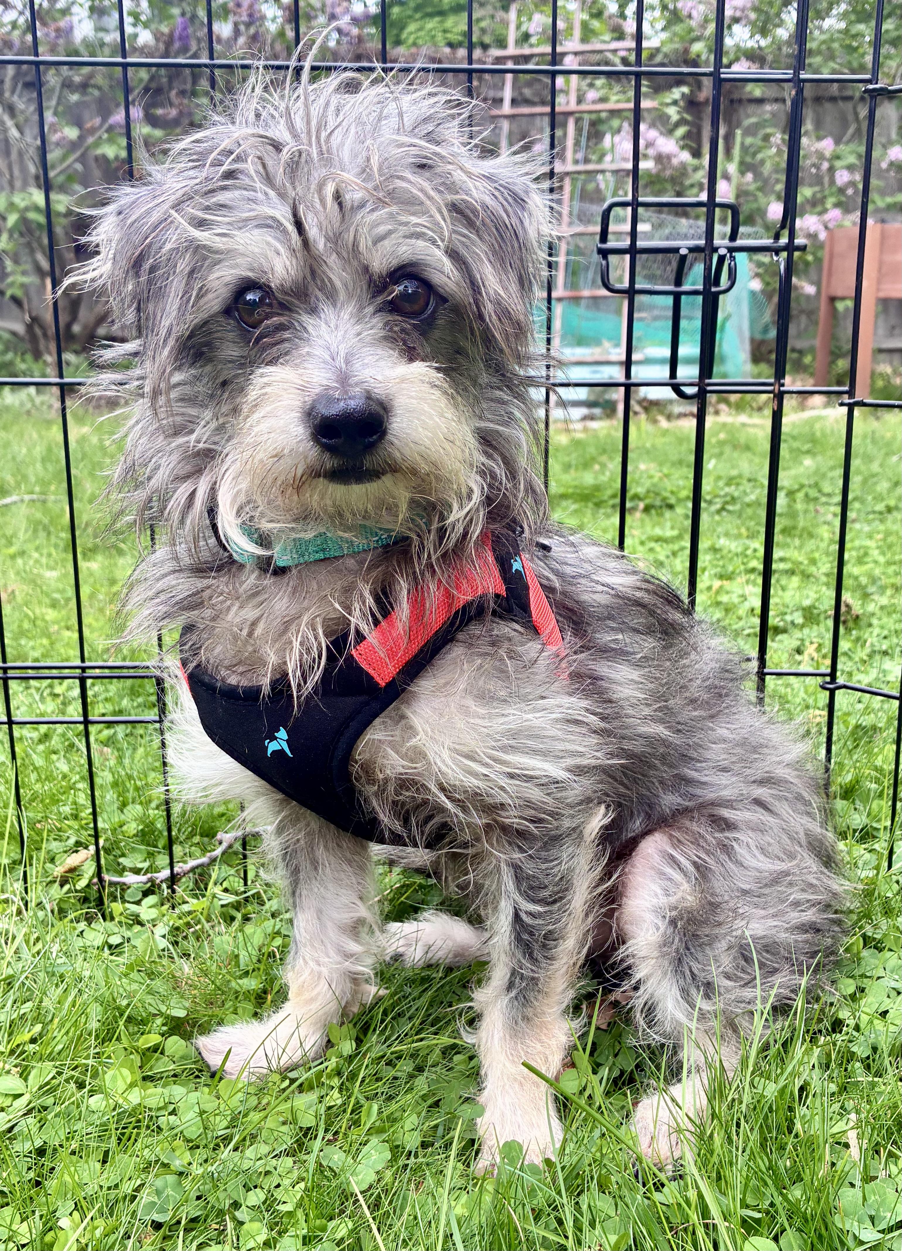 Ernie, an adopted mixed breed in Boston, MA image 3/5