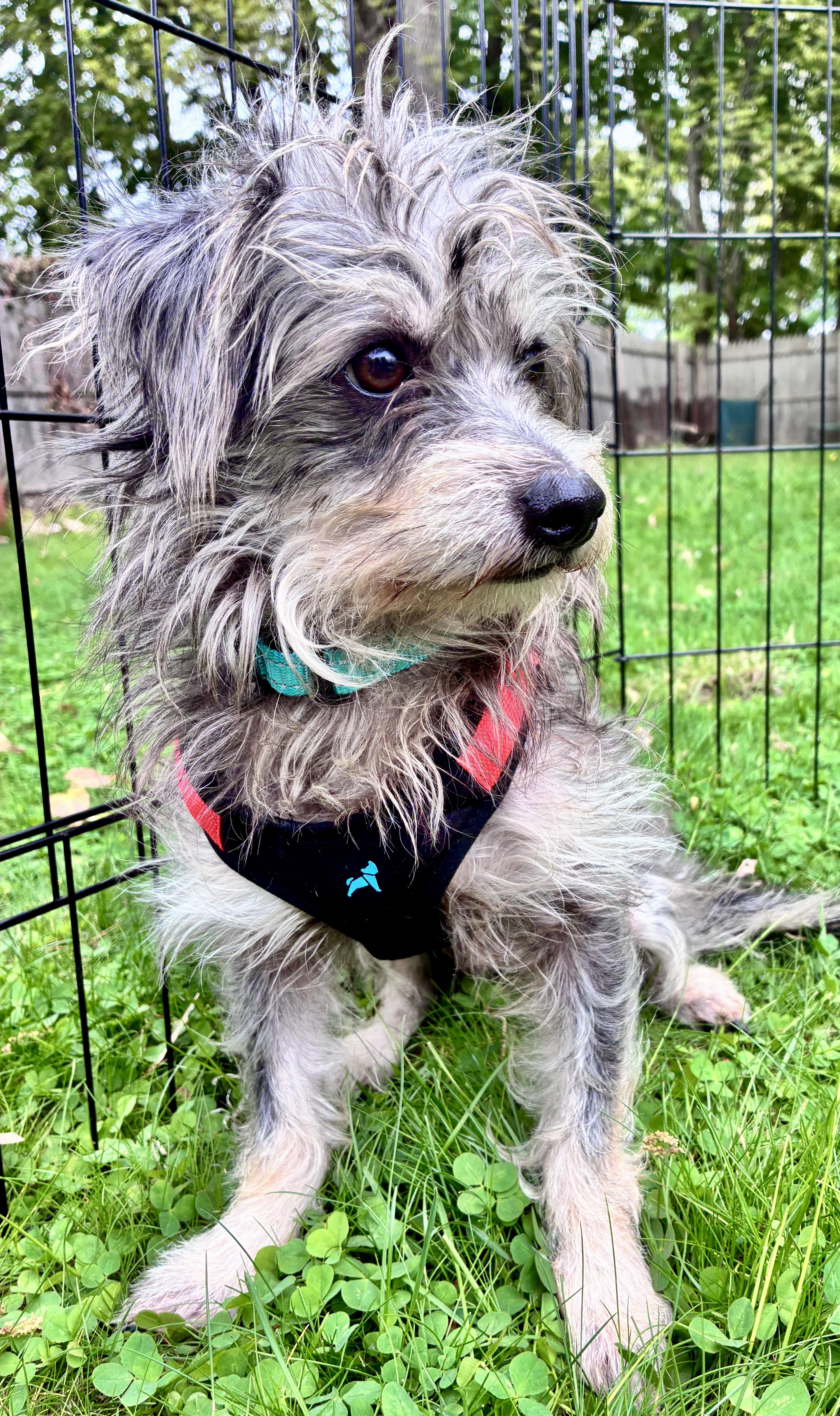 Ernie, an adopted mixed breed in Boston, MA image 4/5