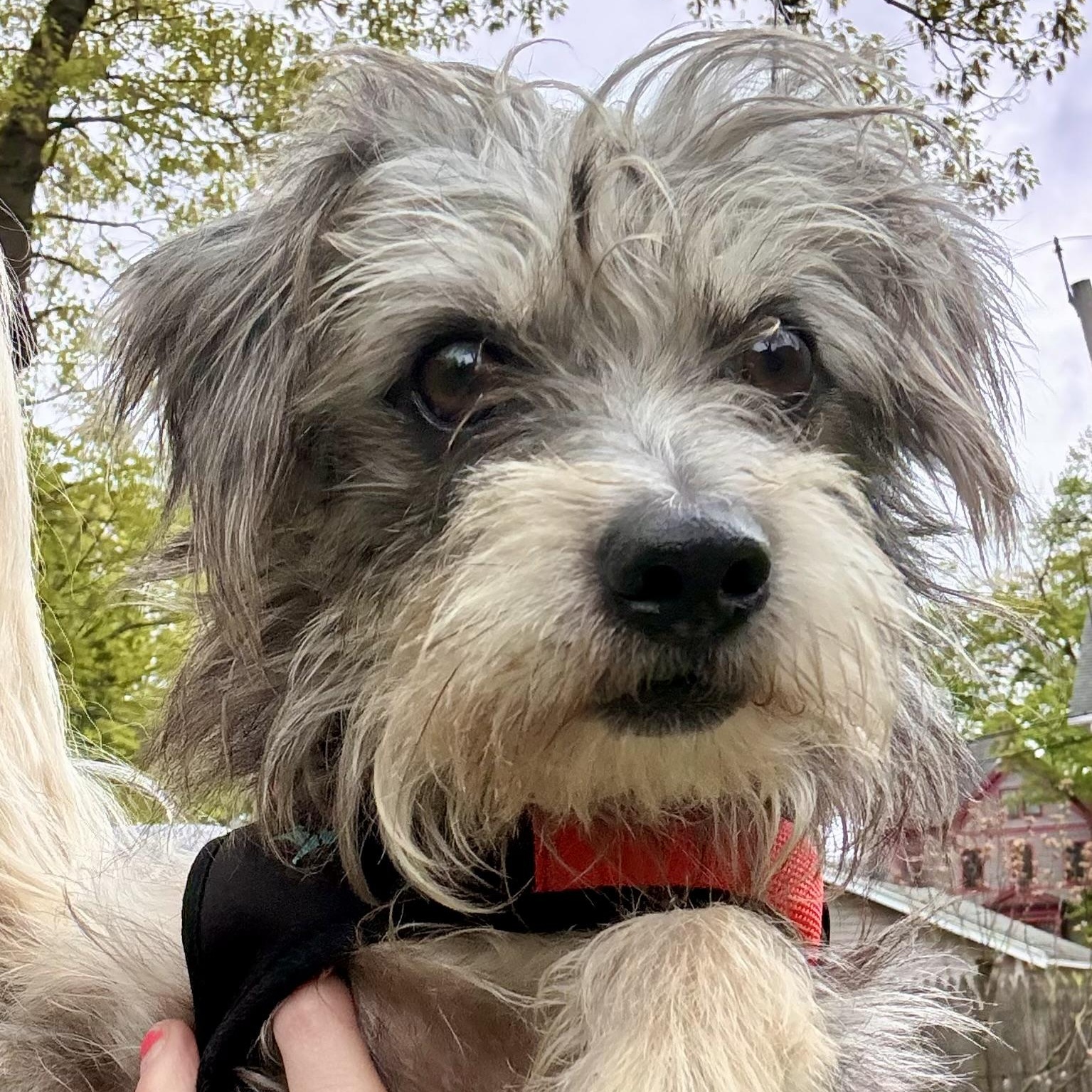 Ernie, adopted, Young Male Chihuahua & Poodle.