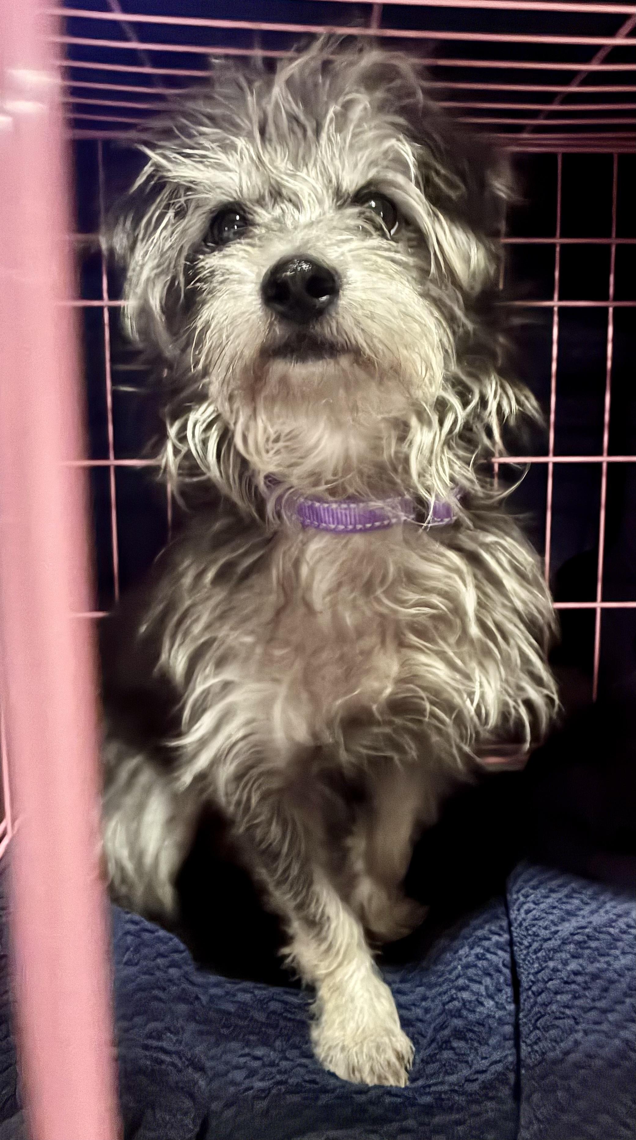 Ernie, an adopted mixed breed in Boston, MA image 5/5