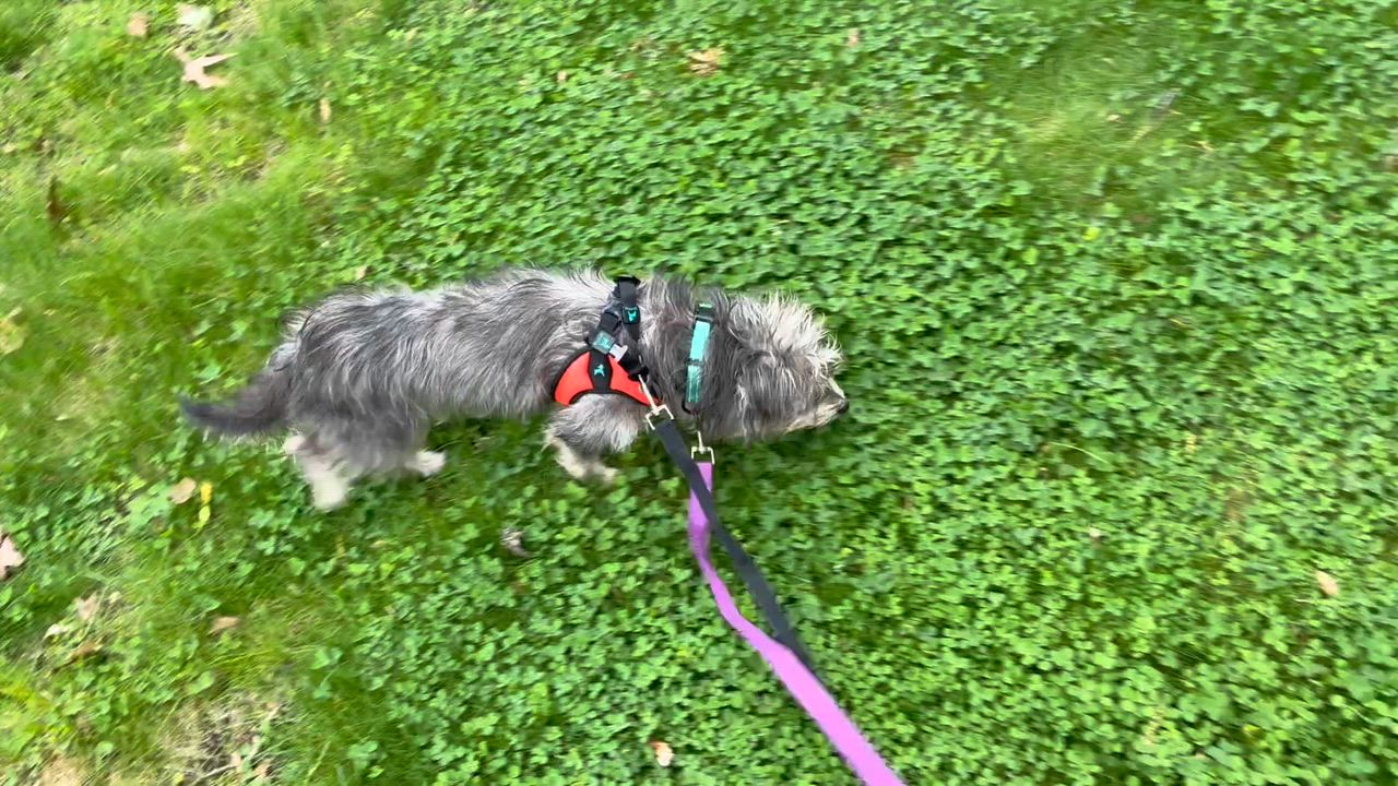 Enlarge Ernie, an adopted mixed breed in Boston, MA video 2/5