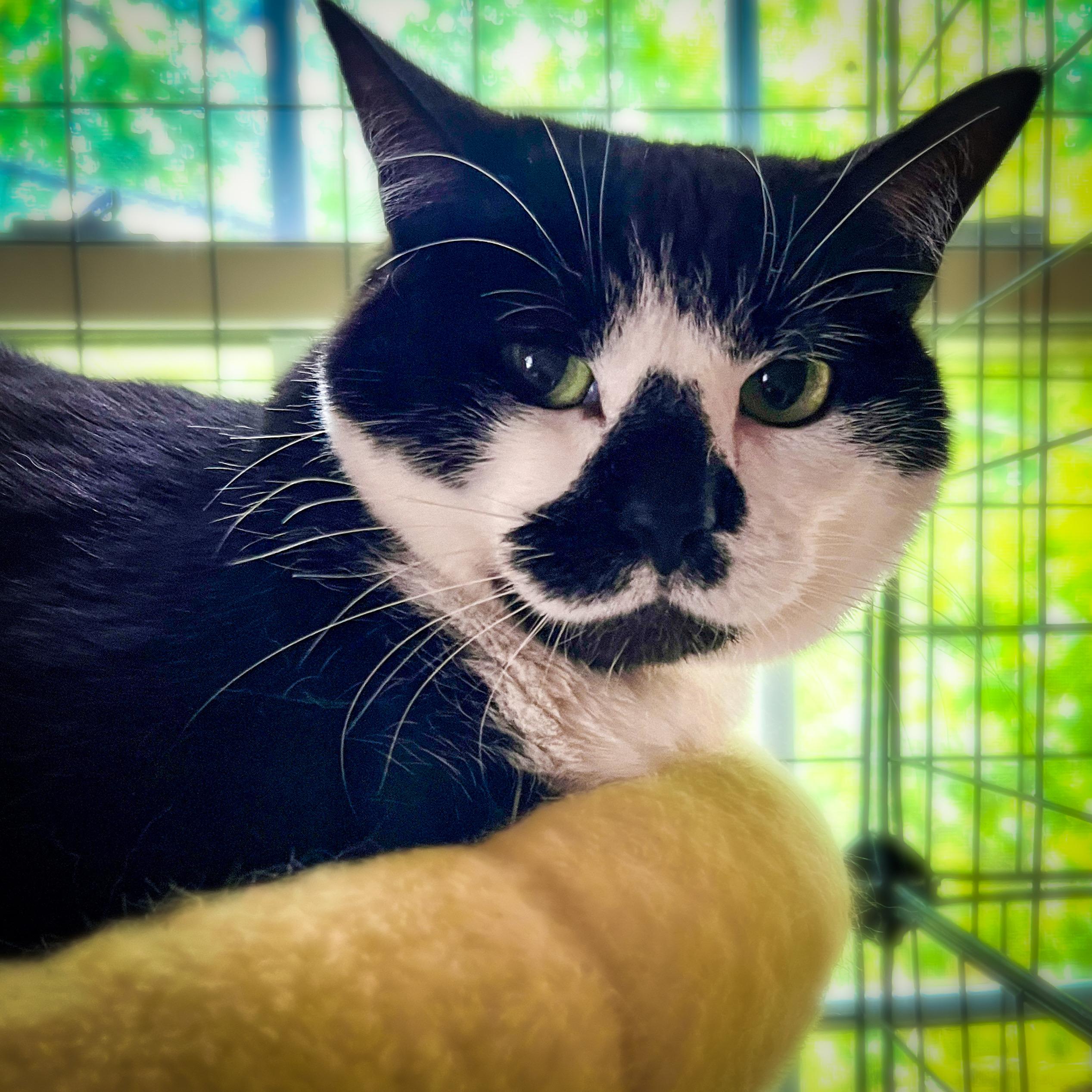 Maybelle, a Adopted Tuxedo in Sherman, TX image 2/3