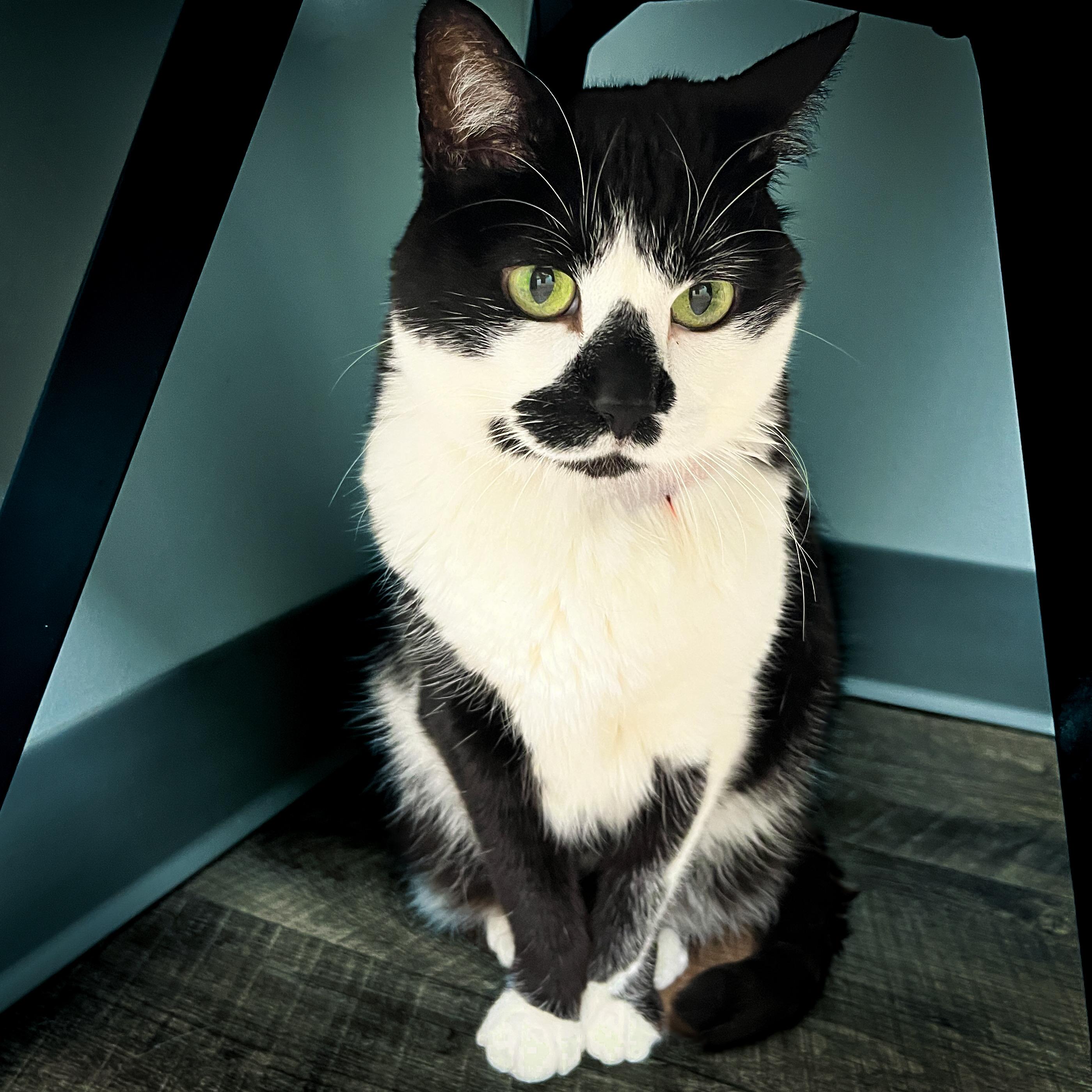 Maybelle, Senior Female Tuxedo
