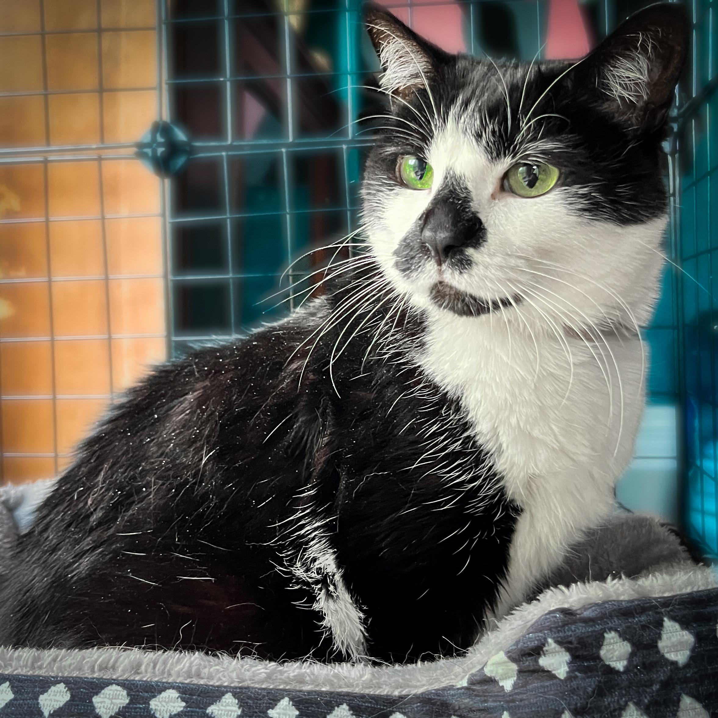 Maybelle, a Adopted Tuxedo in Sherman, TX image 3/3