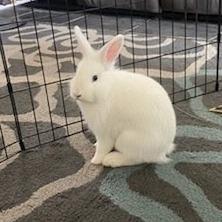 Enlarge Lindor (bonded to Dove), a Adoptable Lionhead in Hilliard , FL image 2/5