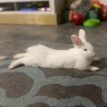 Enlarge Lindor (bonded to Dove), a Adoptable Lionhead in Hilliard , FL image 4/5