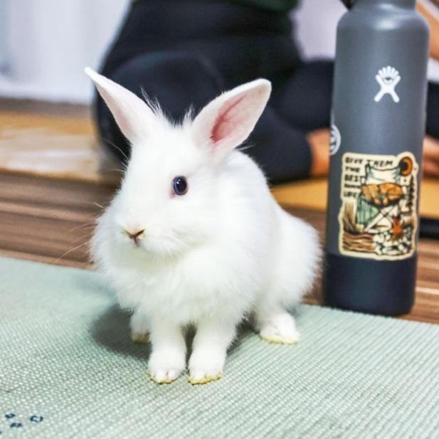 Enlarge Lindor (bonded to Dove), a Adoptable Lionhead in Hilliard , FL image 5/5