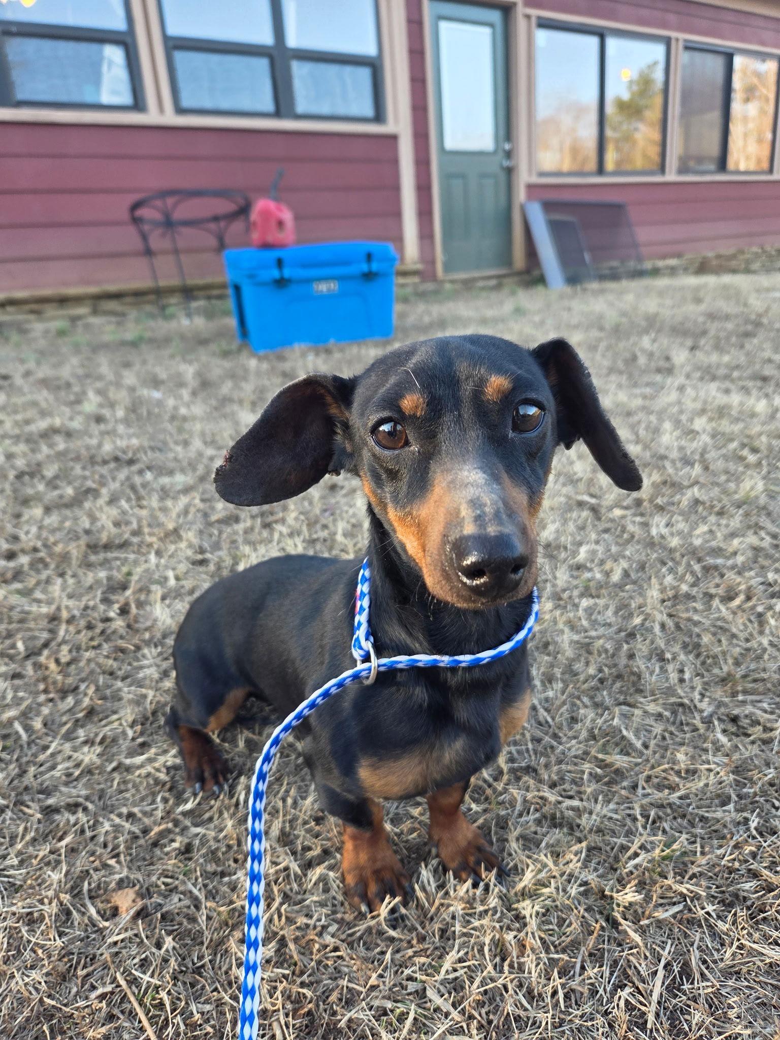 Norm, Adopted, Young Male Dachshund.