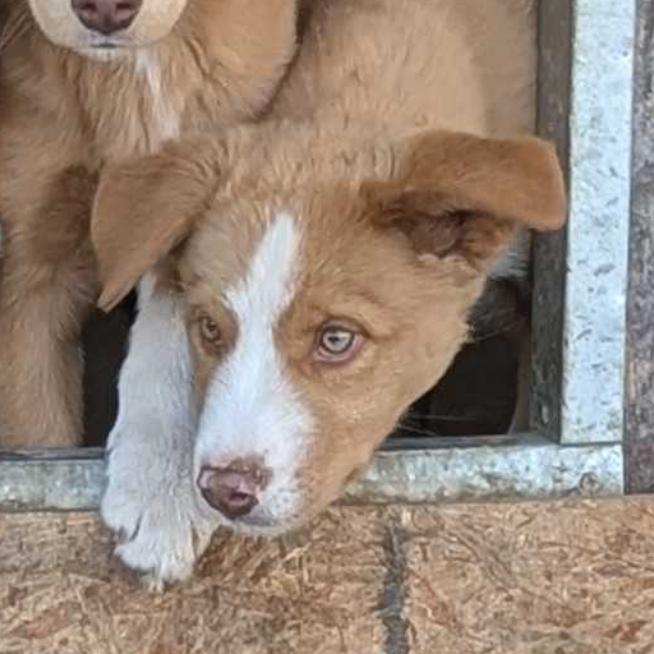 Kai, Adoptable, Puppy Male Husky.