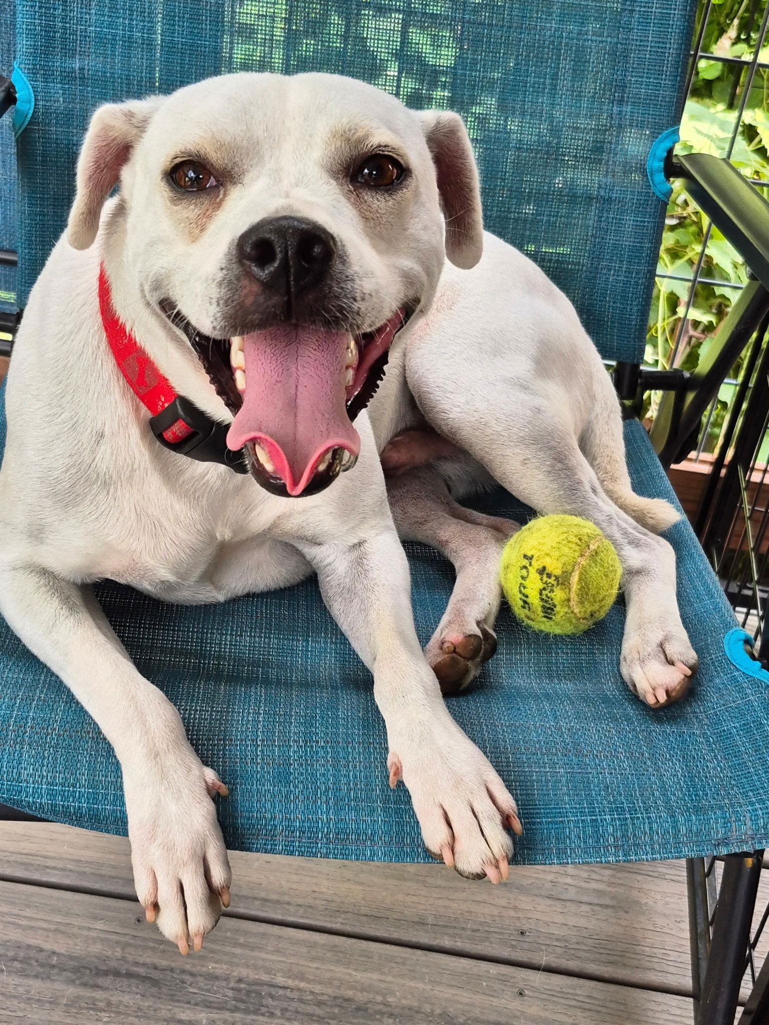 Fetch, a Adoptable mixed breed in Barnhart, MO image 1/3