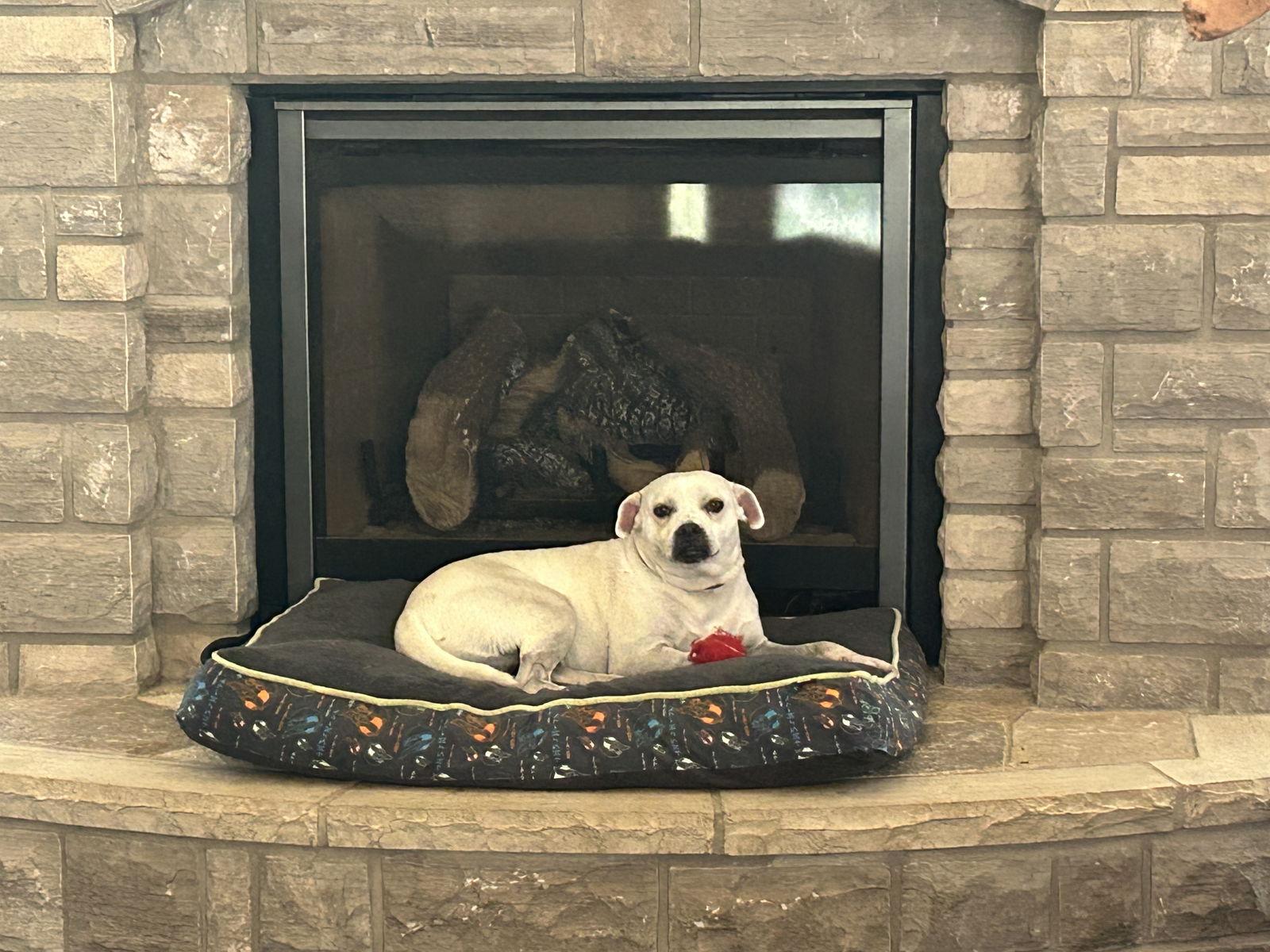 Fetch, a Adoptable mixed breed in Barnhart, MO image 2/3