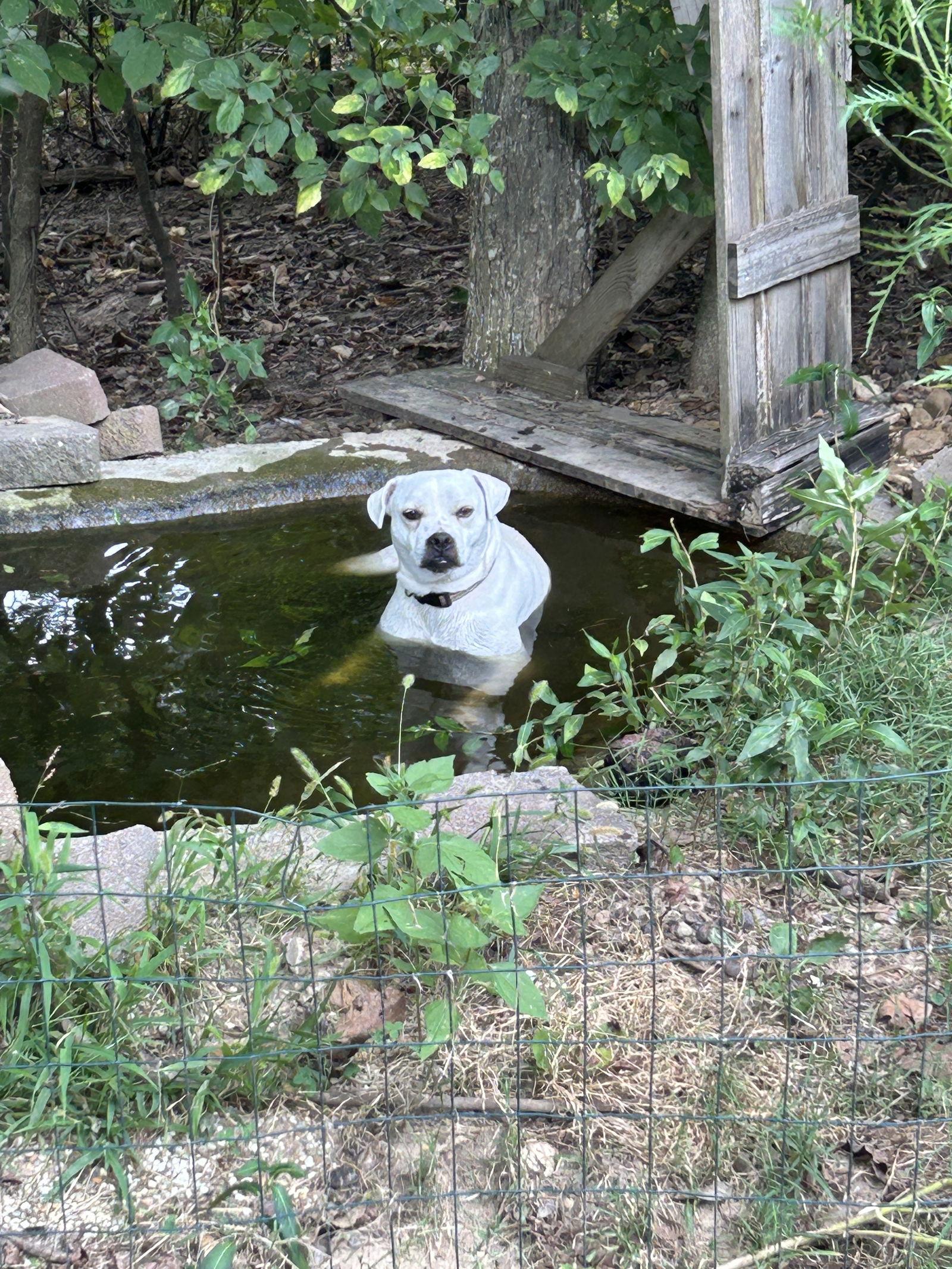 Fetch, a Adoptable mixed breed in Barnhart, MO image 3/3