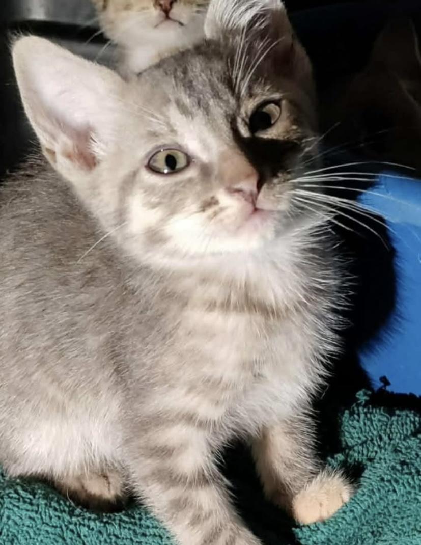 Dotty, adopted, Kitten Female Tabby.