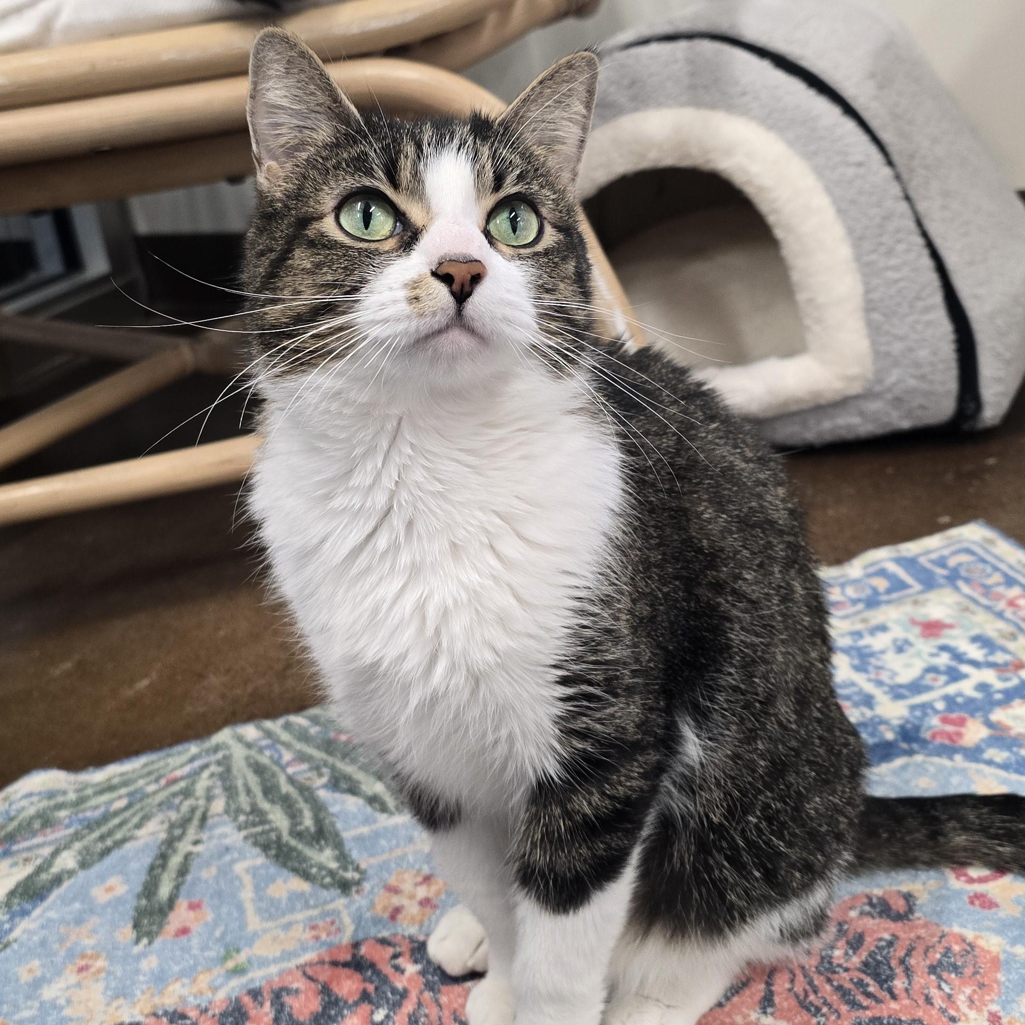 Enlarge Patra, a ADOPTABLE Domestic Short Hair in Nashville, TN image 3/6