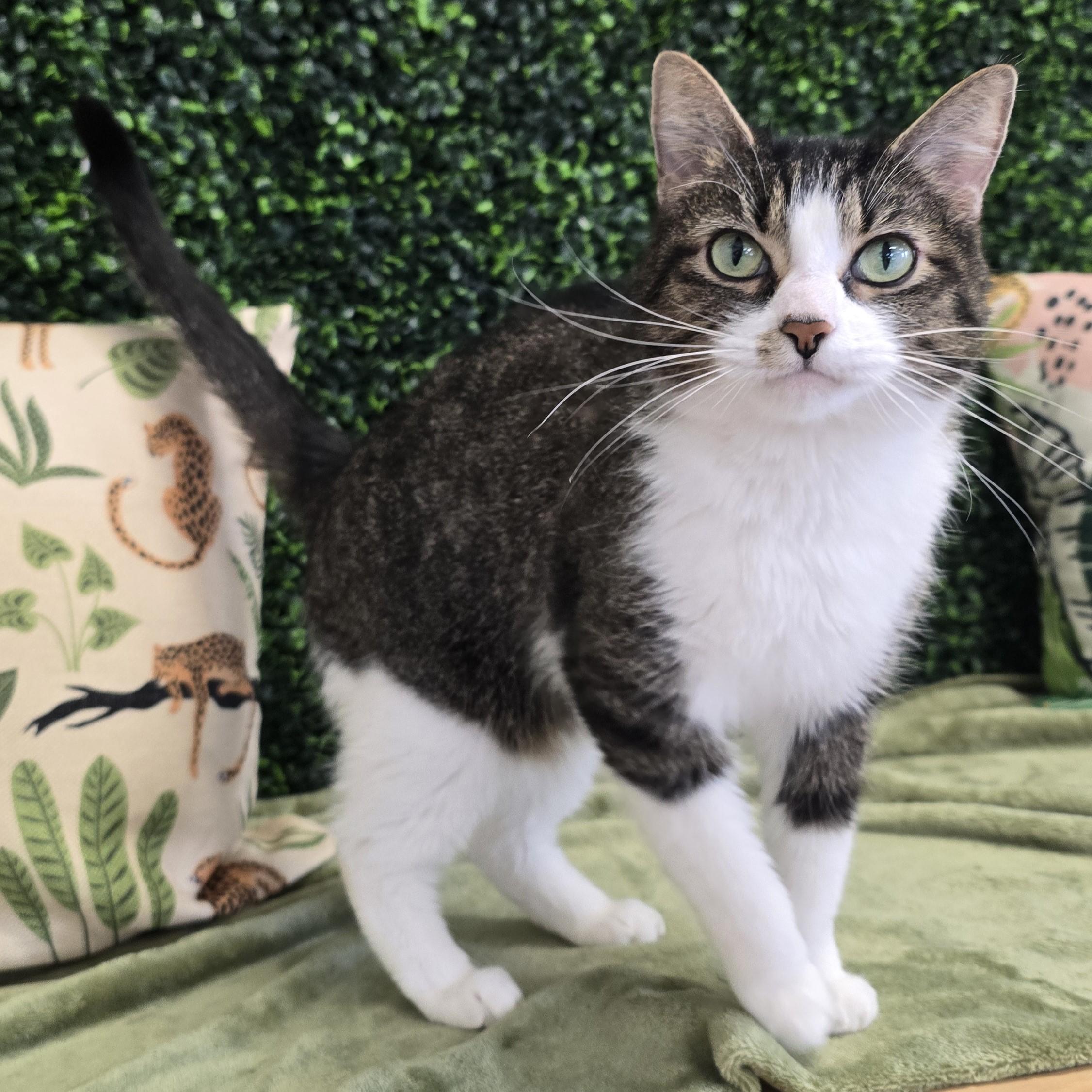 Enlarge Patra, a ADOPTABLE Domestic Short Hair in Nashville, TN image 2/6