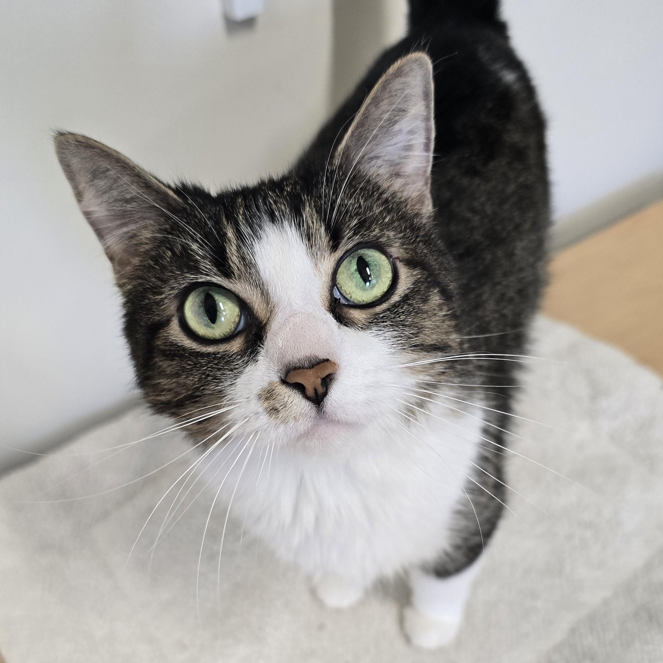 Patra, ADOPTABLE, Senior Female Domestic Short Hair.