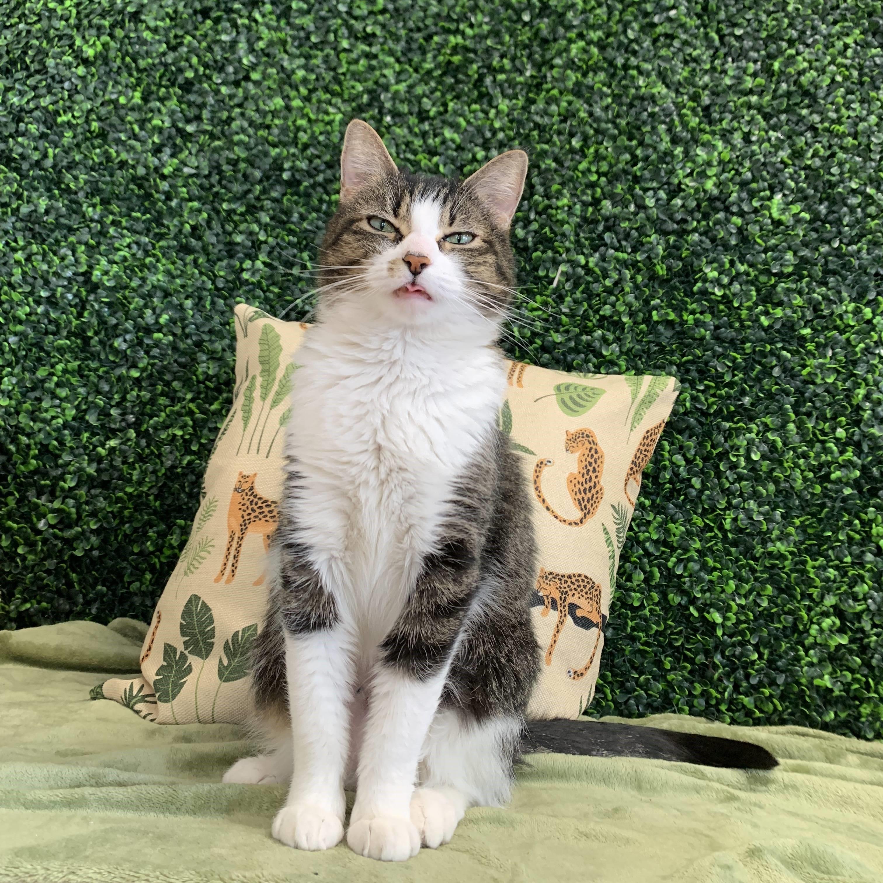 Enlarge Patra, a ADOPTABLE Domestic Short Hair in Nashville, TN image 6/6