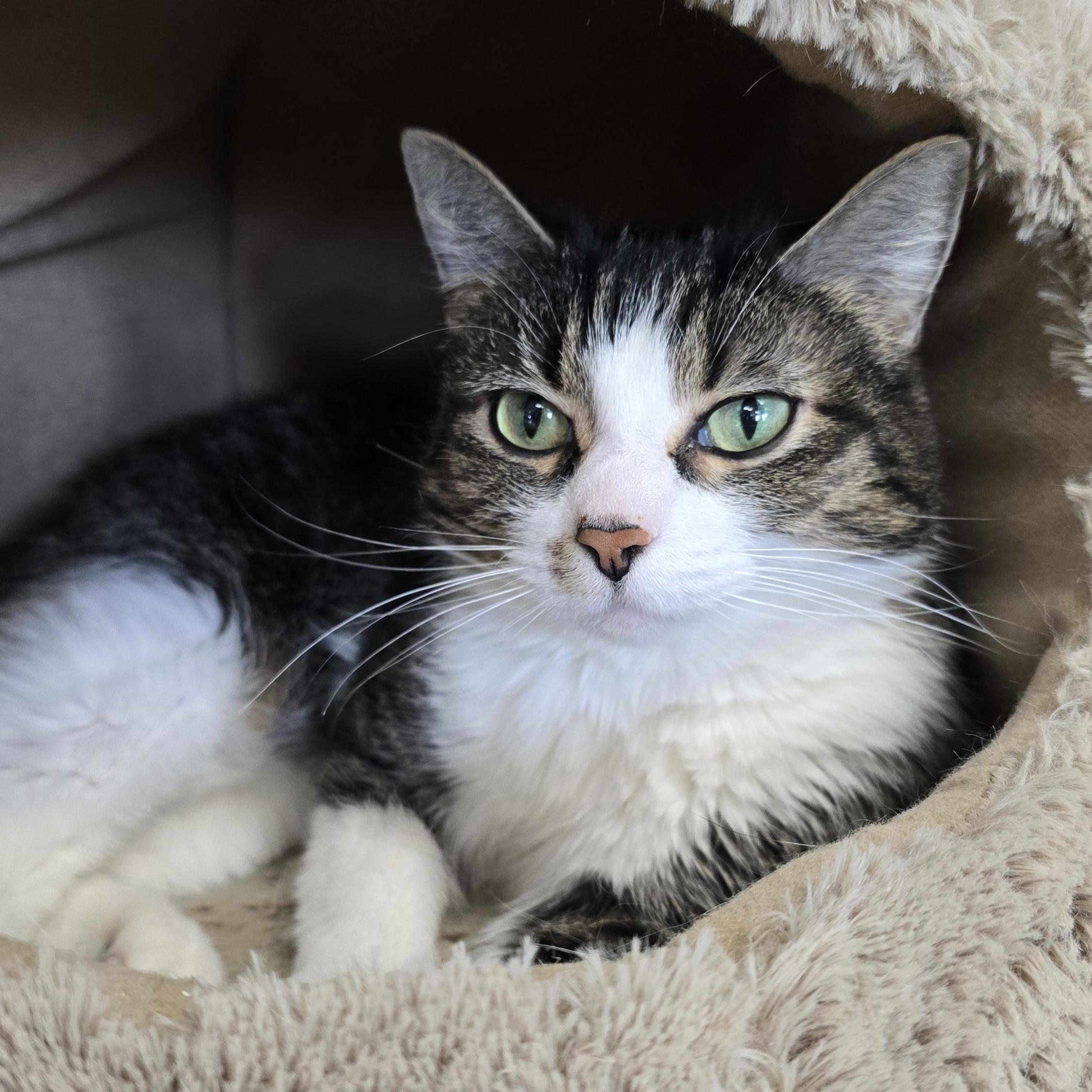 Enlarge Patra, a ADOPTABLE Domestic Short Hair in Nashville, TN image 5/6
