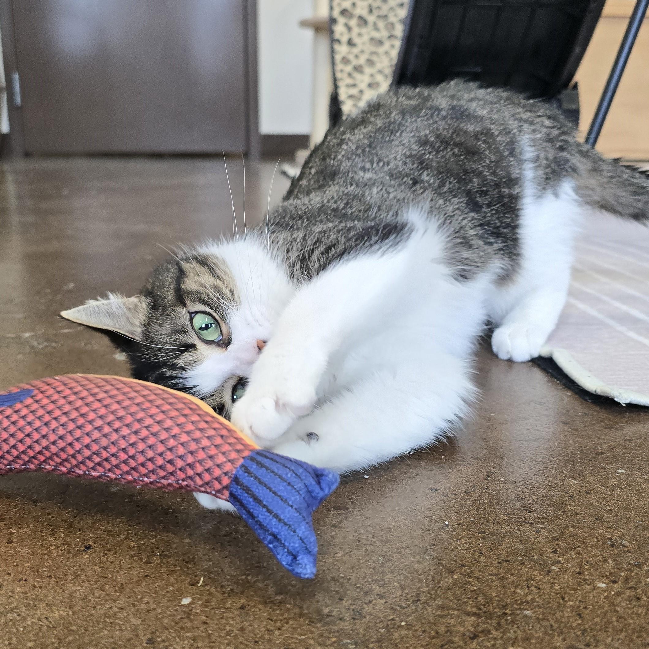 Enlarge Patra, a ADOPTABLE Domestic Short Hair in Nashville, TN image 4/6