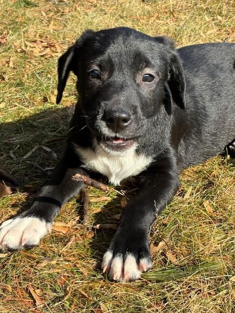 Maurice-3/14/26, adopted, Puppy Male Black Labrador Retriever.