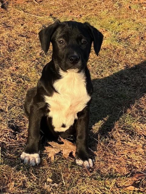 Maurice — thumbnail 2