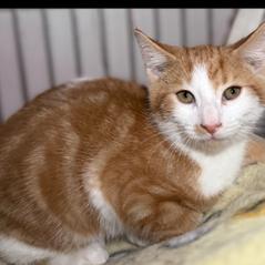Enlarge Jasper, a Adoptable Domestic Short Hair in Oceanside, NY image 1/1