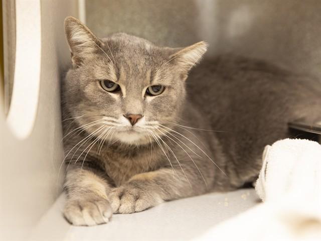 Enlarge HANDSOME, a Adoptable Domestic Long Hair in Phoenix, AZ image 1/1