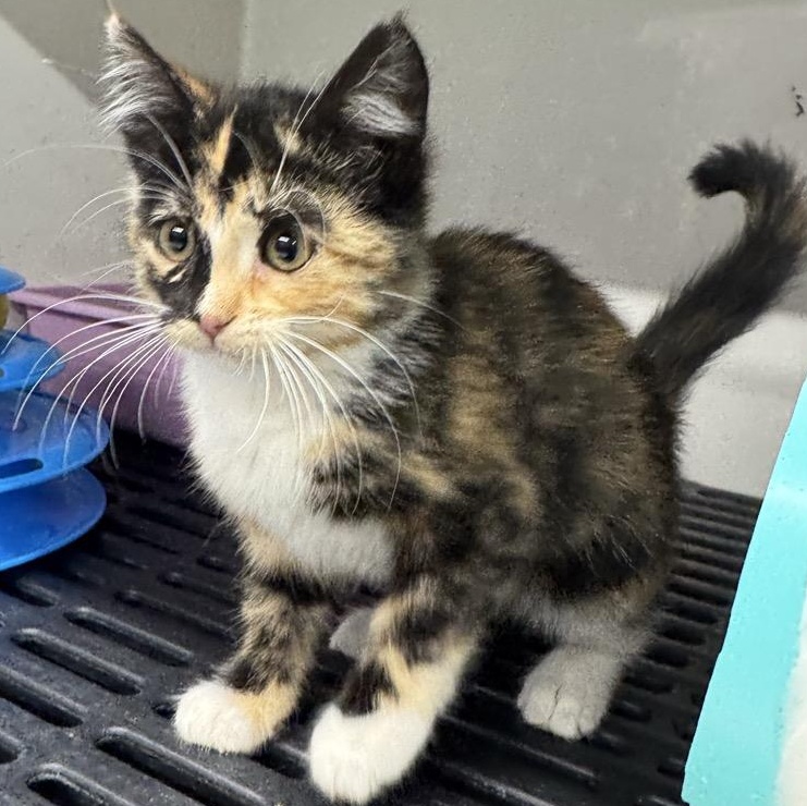 Enlarge Gretchen, a Adoptable Domestic Short Hair in Morris, MN image 3/6