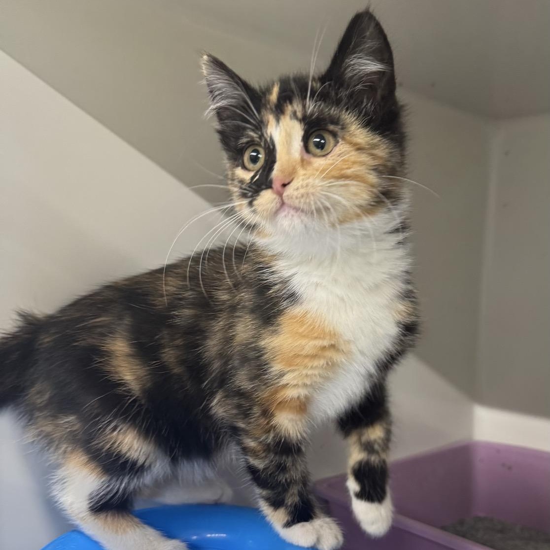 Gretchen, Adoptable, Kitten Female Domestic Short Hair.