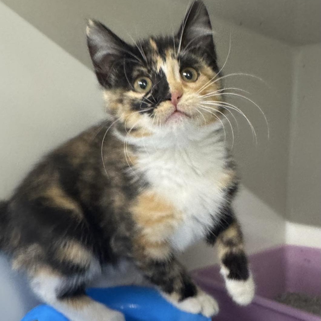 Enlarge Gretchen, a Adoptable Domestic Short Hair in Morris, MN image 5/6