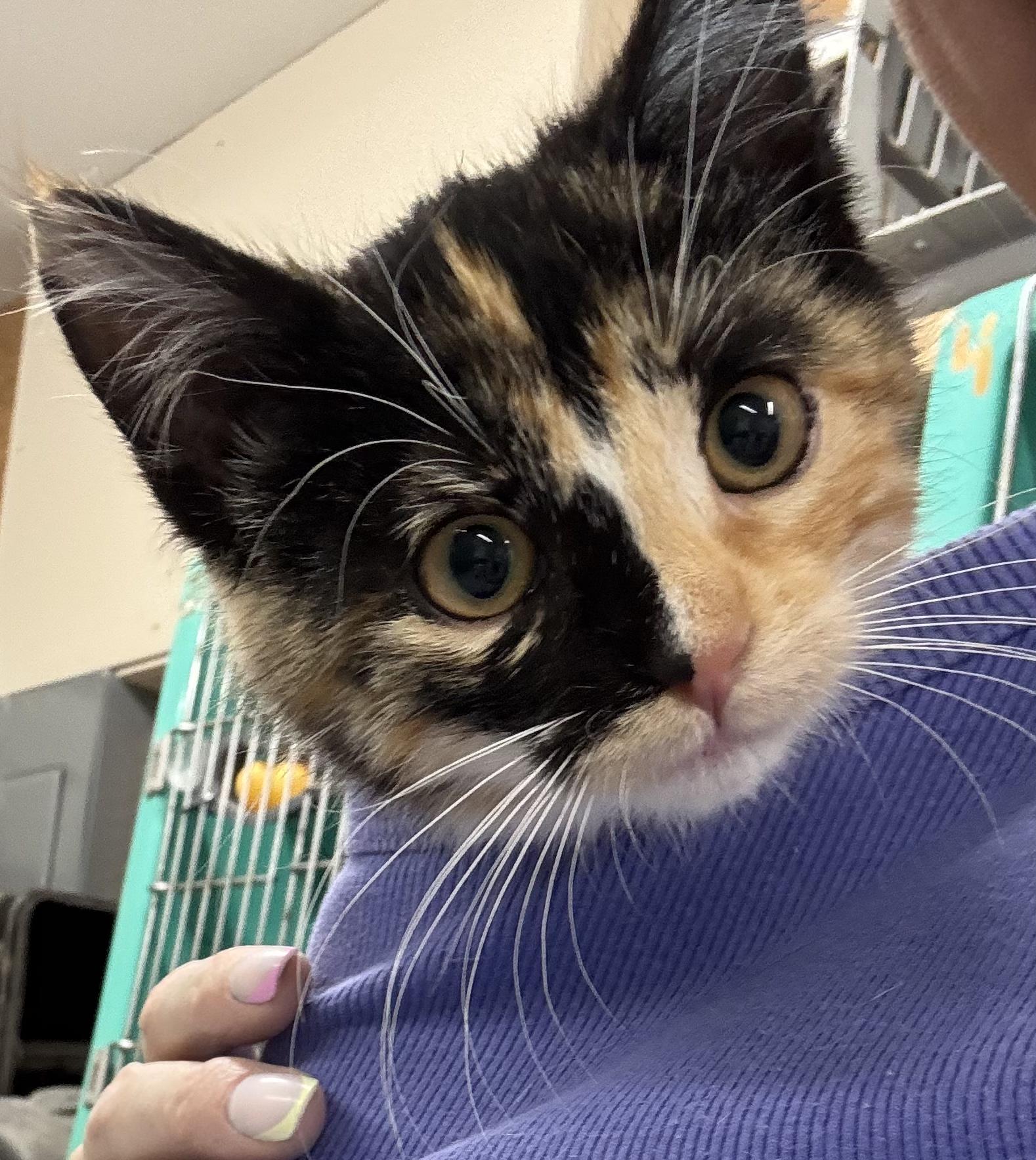 Enlarge Gretchen, a Adoptable Domestic Short Hair in Morris, MN image 6/6