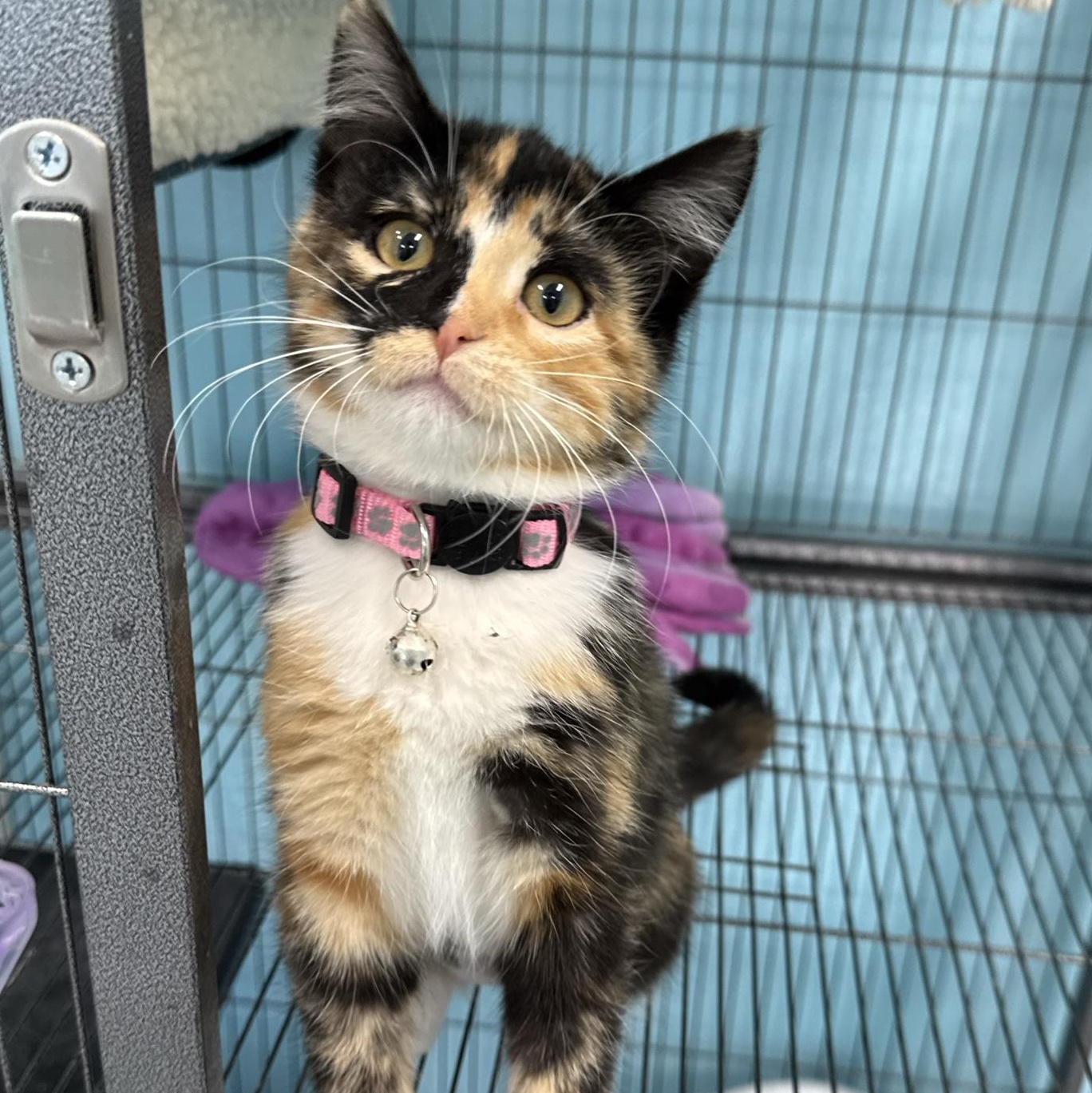 Enlarge Gretchen, a Adoptable Domestic Short Hair in Morris, MN image 1/6