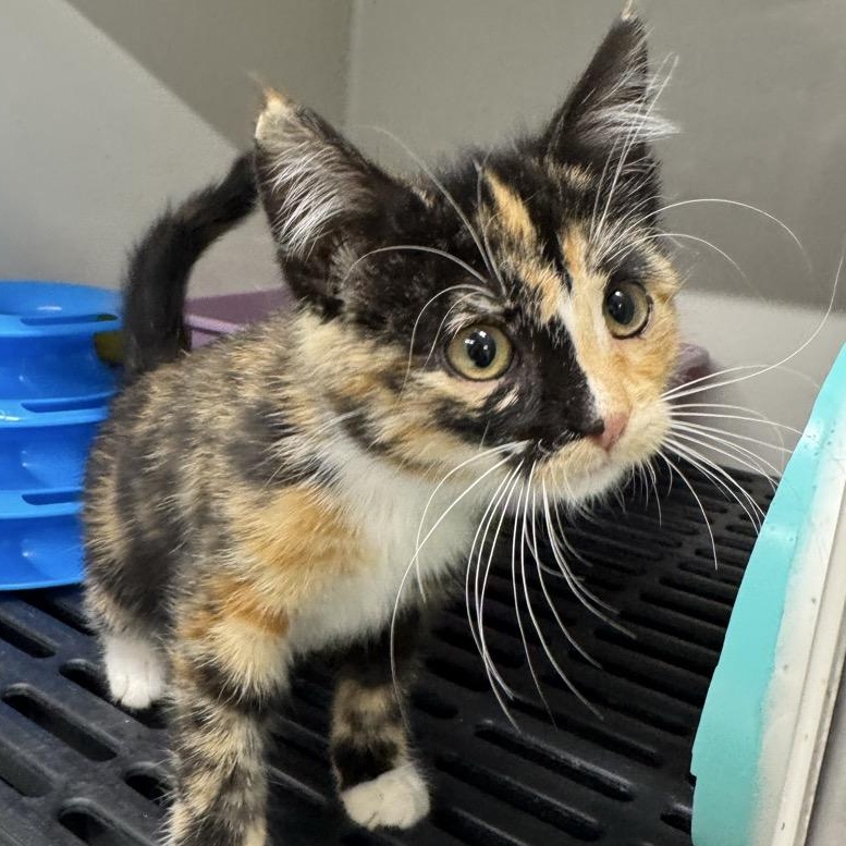 Enlarge Gretchen, a Adoptable Domestic Short Hair in Morris, MN image 4/6
