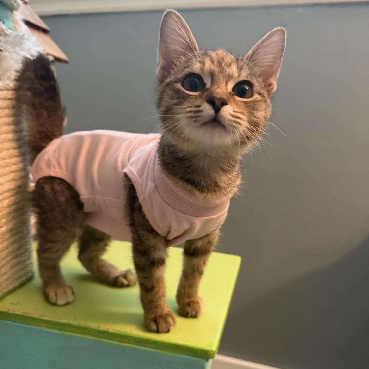 Celeste, adopted, Kitten Female Domestic Short Hair.