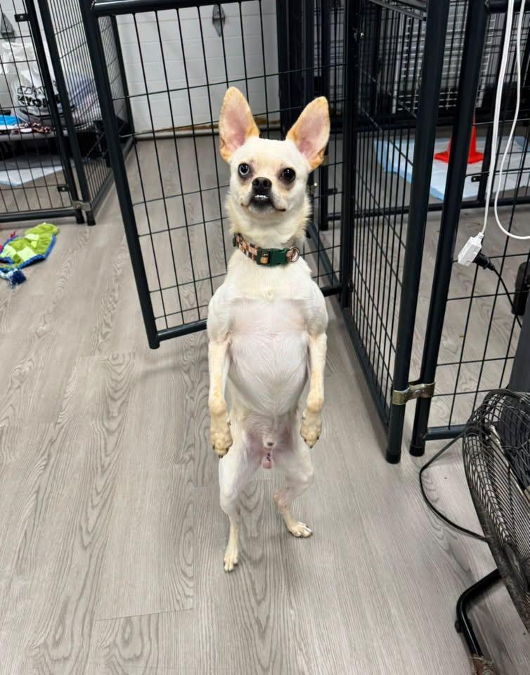 Sid, Adoptable, Young Male Chihuahua.