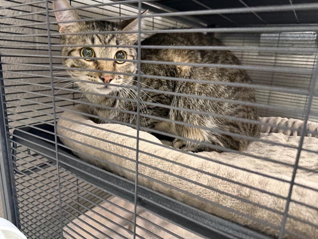 Enlarge Rocket, a Adoptable mixed breed in Murray, KY image 1/1