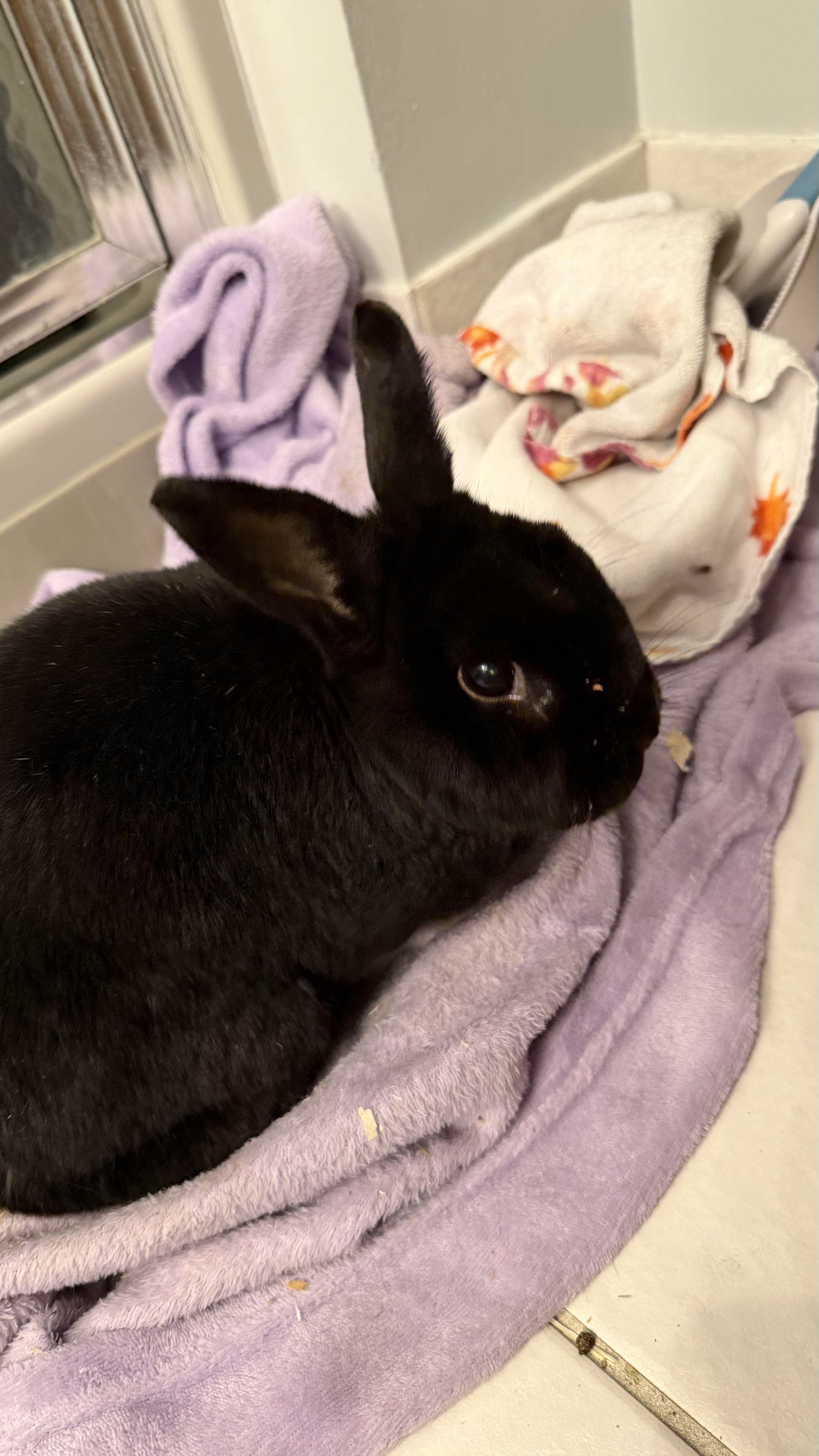 Enlarge Snap, a Adoptable Havana in ALBANY, NY image 3/5